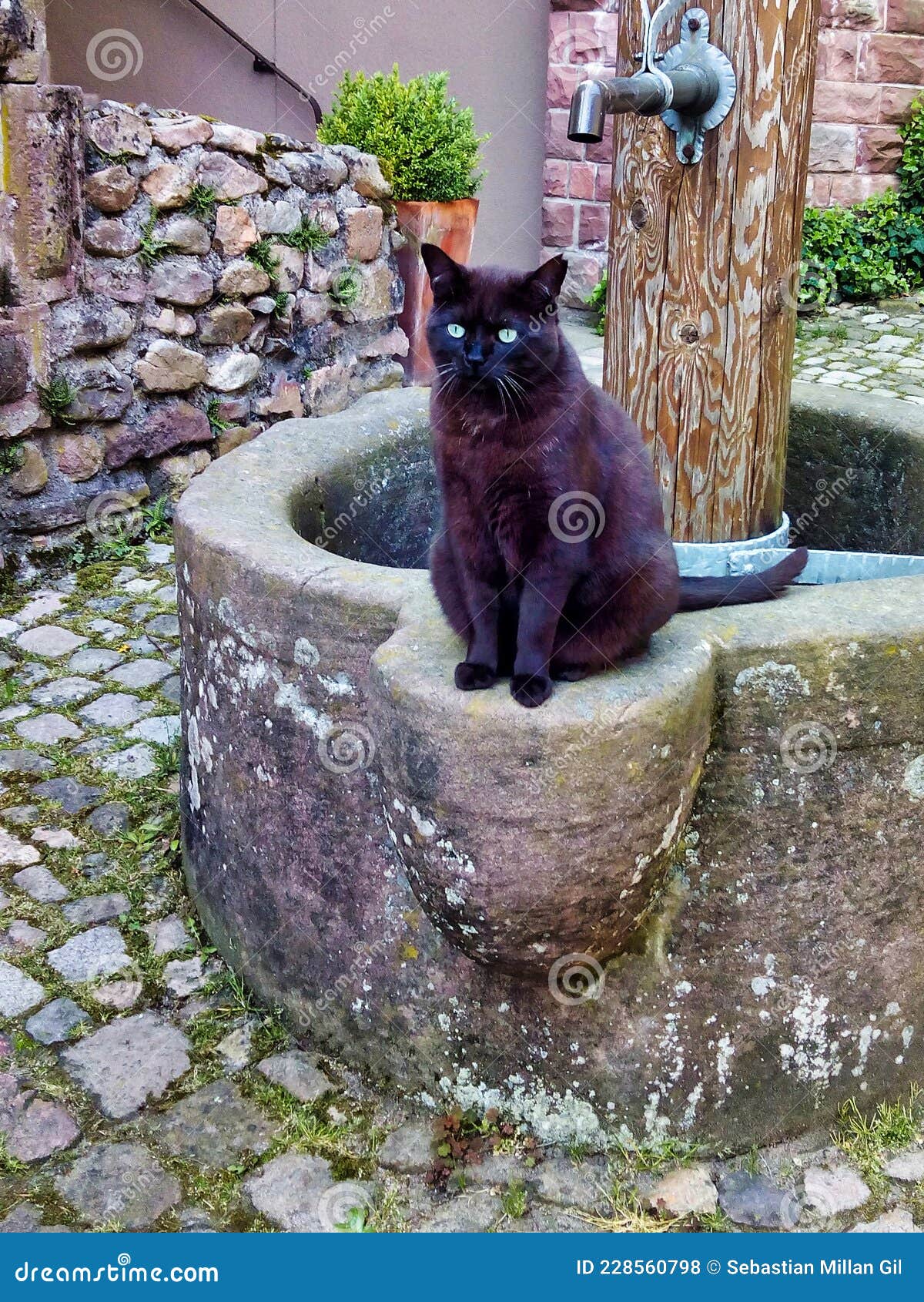 kitten waiting for the photo next to the well. gengenbach, alemania.