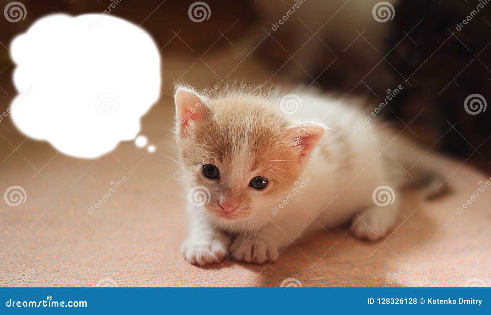 Kitten is very small. stock photo. Image of small, dream - 128326128