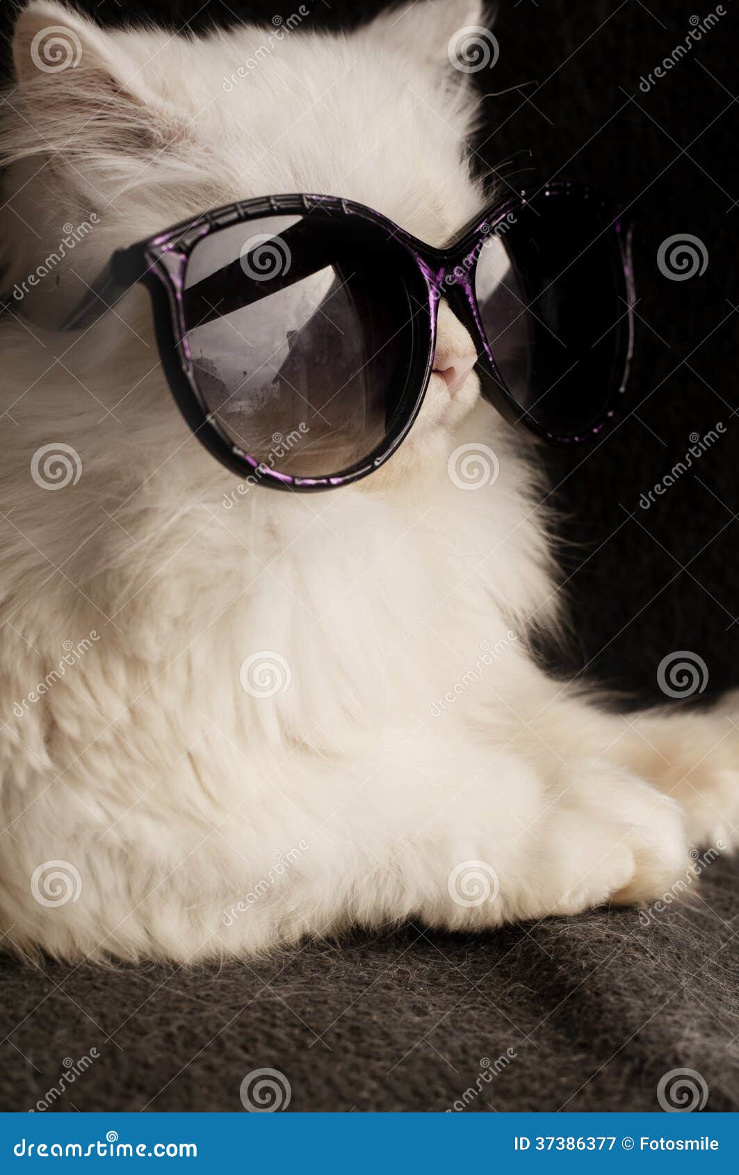 Kitten wearing sunglasses stock image. Image of animal 37386377