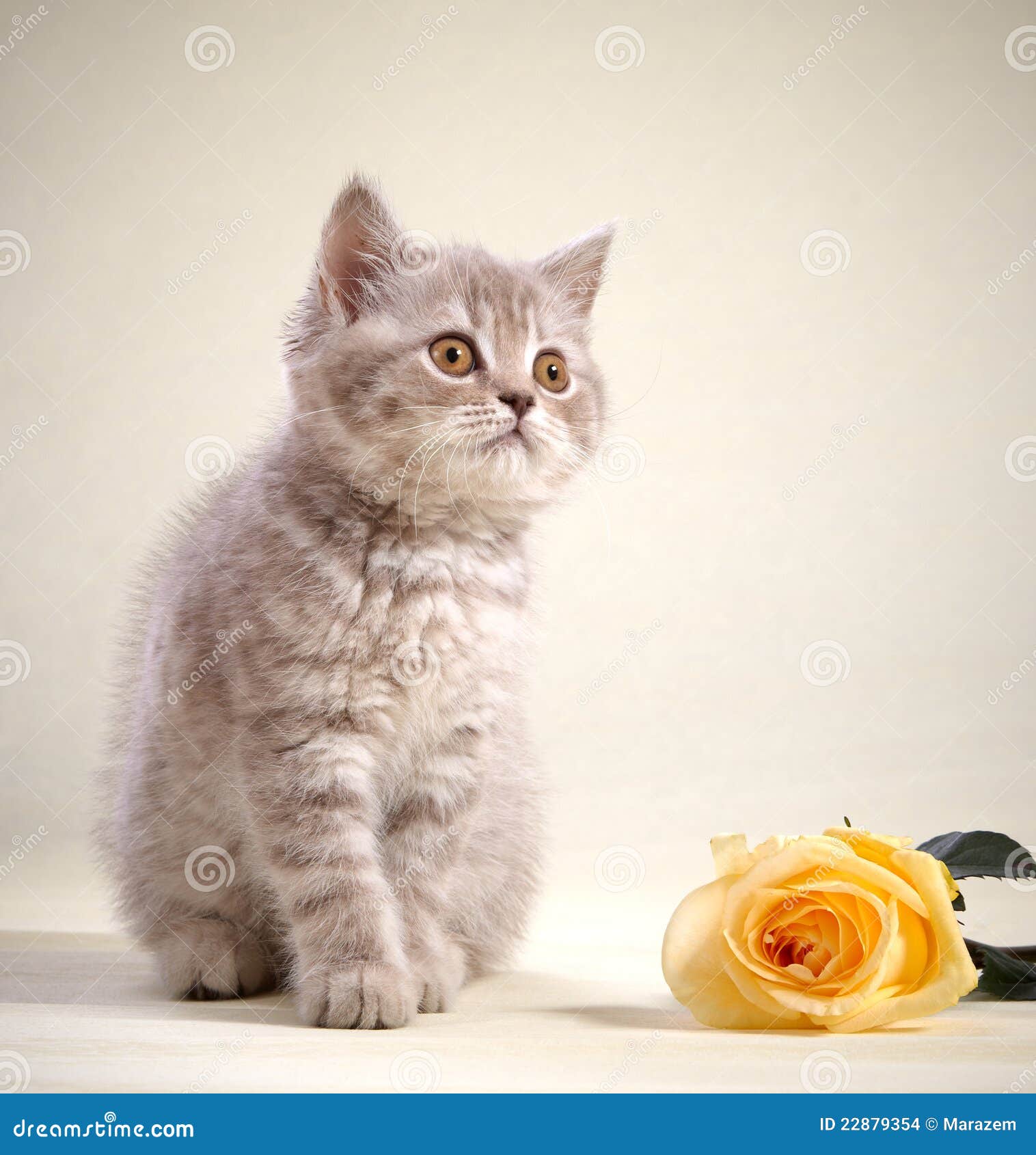 Kitten and yellow rose stock photo. Image of rose, adorable 22879354