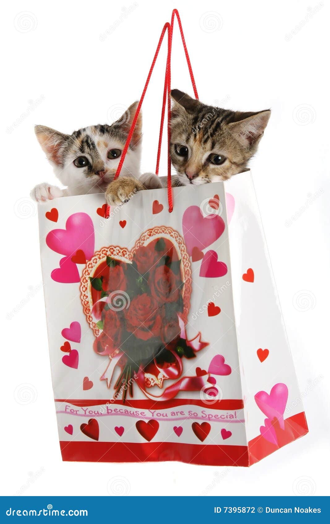 Kittens In A Bag Stock Photo Image Of Domestic Present 7395872