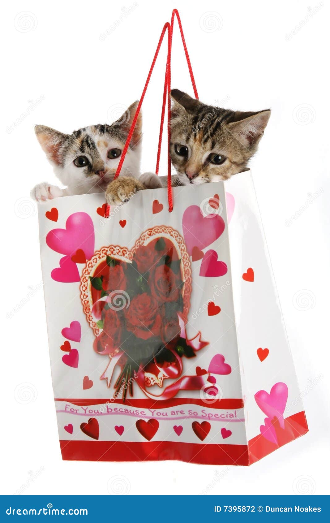 Kittens in a Bag stock photo. Image of domestic, present 7395872