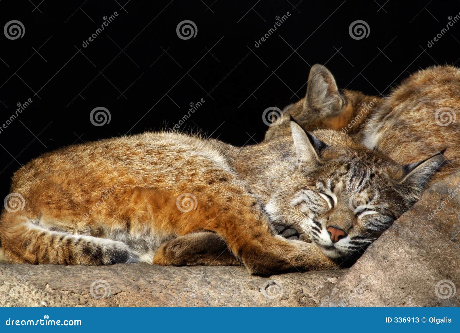 Kittensbobcats stock image. Image of carnivore, animal 336913