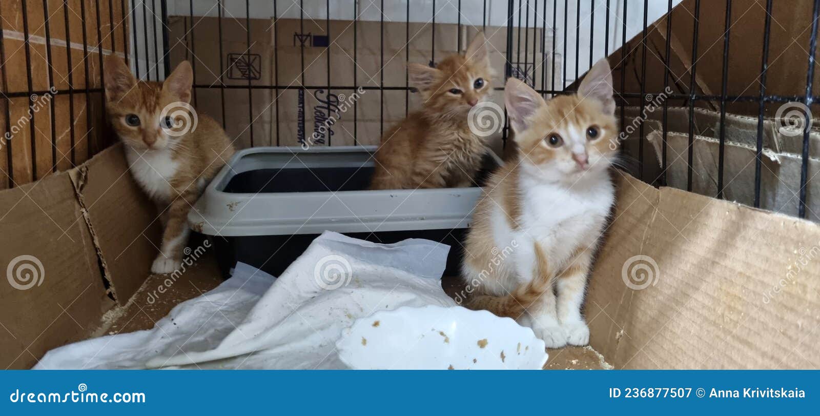 Kittens in a Cage at an Animal Shelter Stock Image Image of hope
