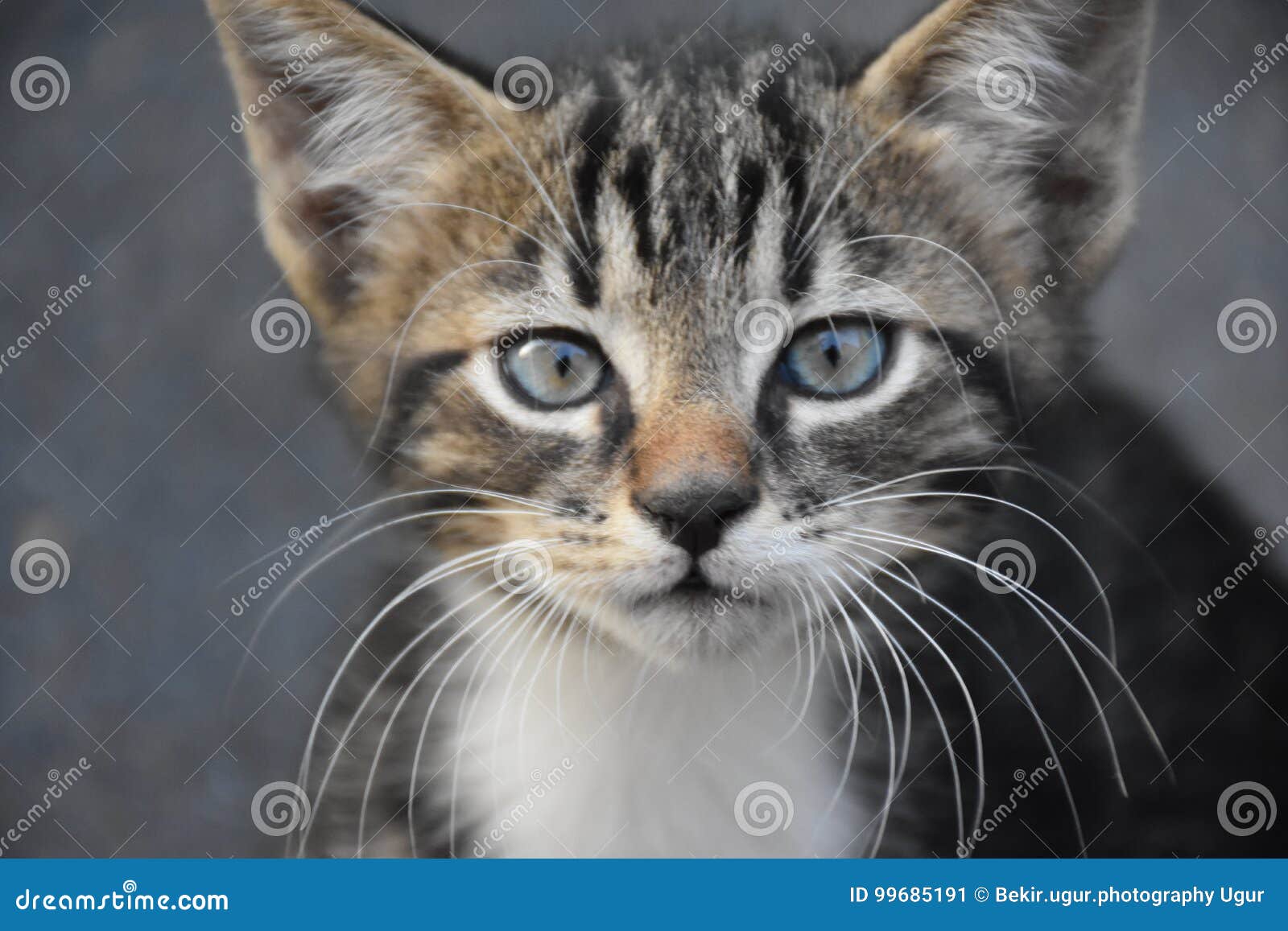 kittens cat