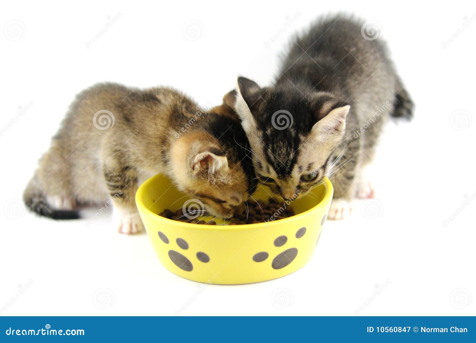 Kittens Eating Dry Food Stock Image Image Of Small Kitty 10560847 kittens-eating-dry-food-stock-image-image-of-small-kitty-10560847