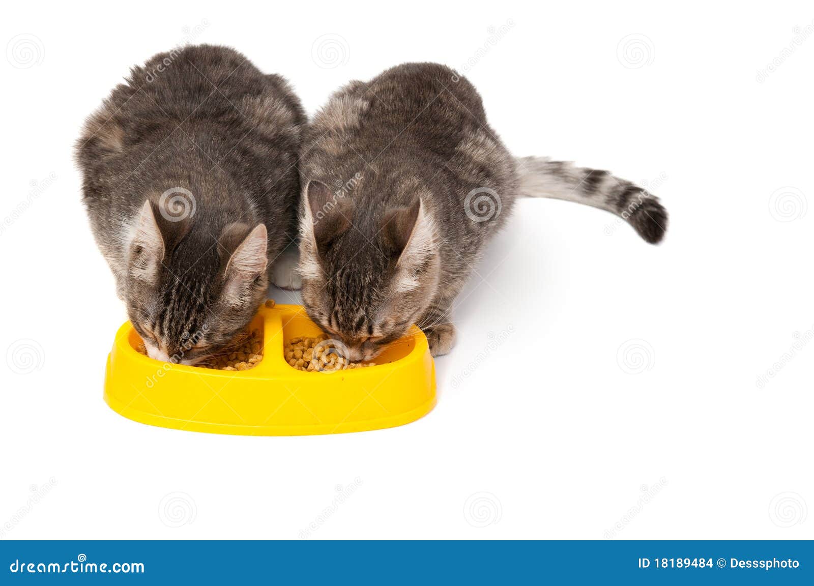 Kittens eating food stock photo. Image of brown, hungry 18189484