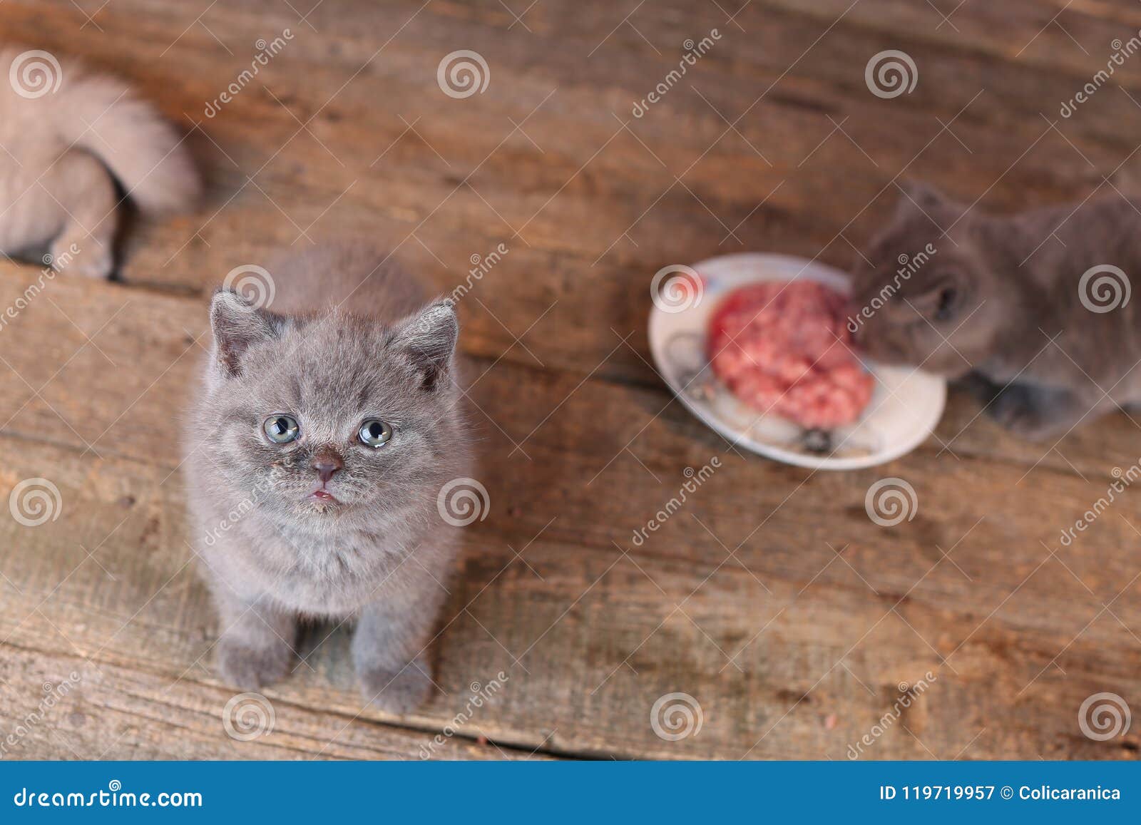 Kittens Eating Raw Meat From A Plate Stock Image - Image of meal, bowl: 119719957 Kittens Eating Raw Meat From A Plate Stock Image - Image of meal, bowl: 119719957