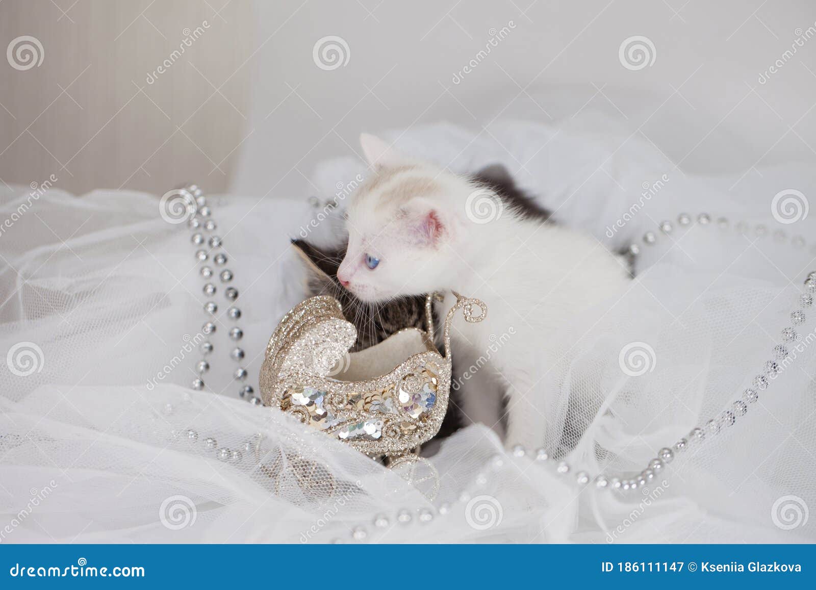 Kittens Family. Two Kittens Together Stock Image Image of domestic