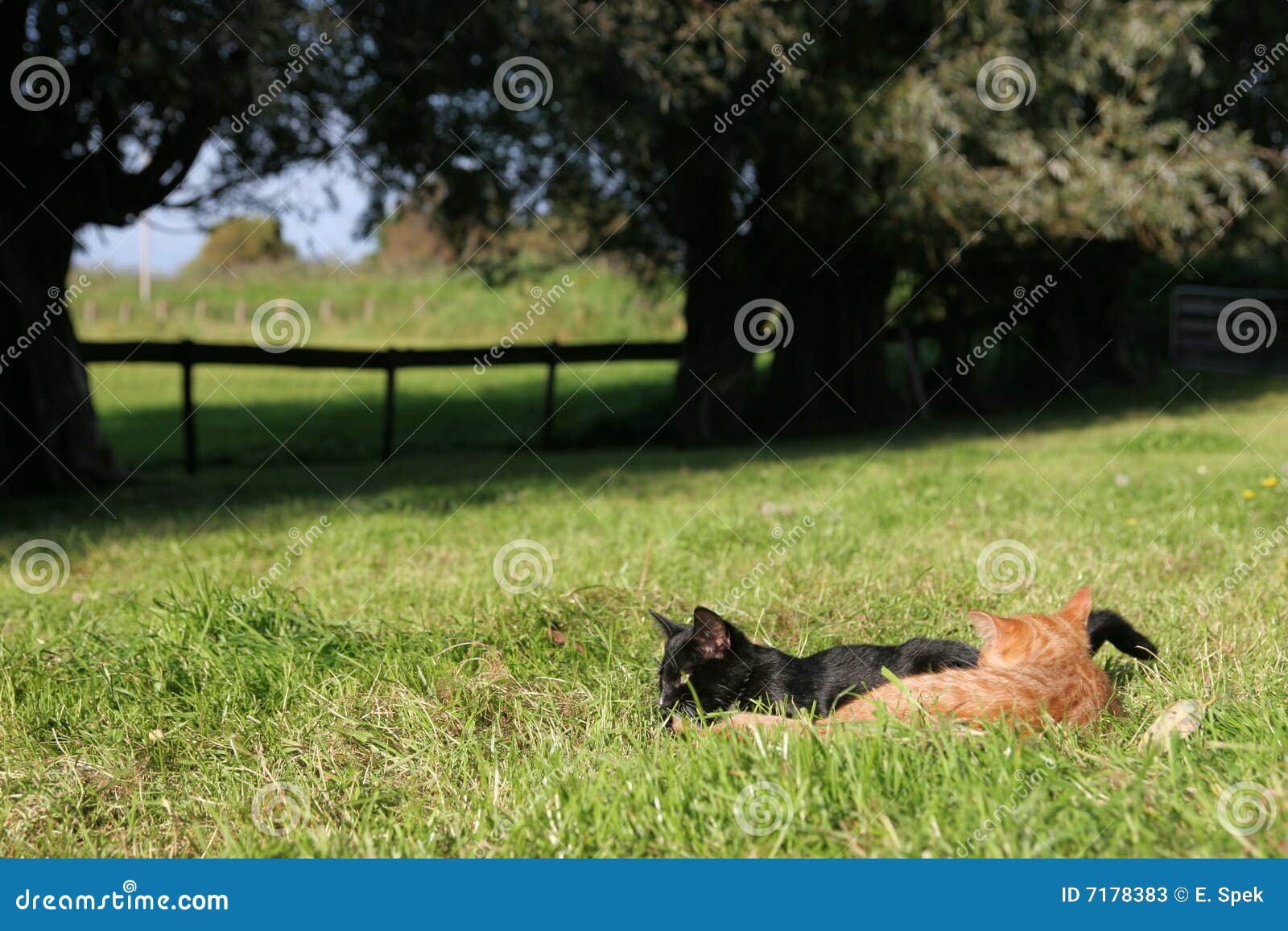 Kittens in the field stock image. Image of cute, warmth 7178383