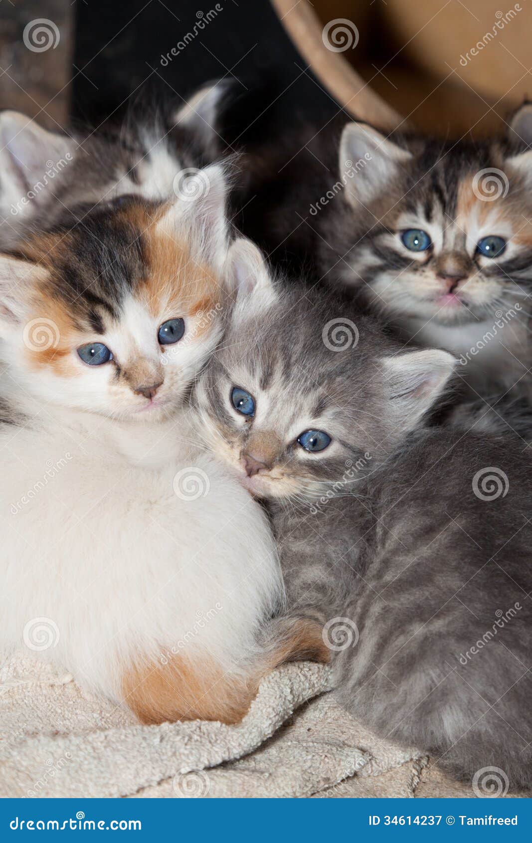 Kittens stock image Image of life family outdoor 