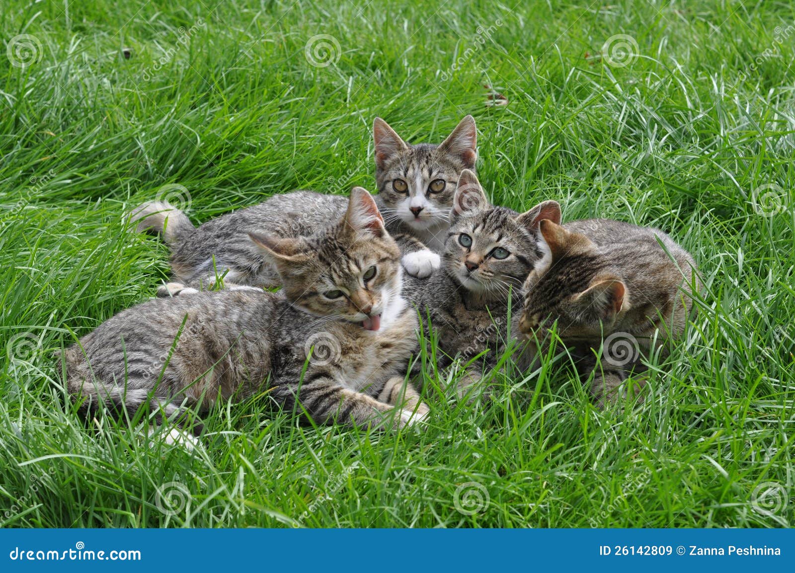 Kittens on the grass stock image. Image of family, lick 26142809