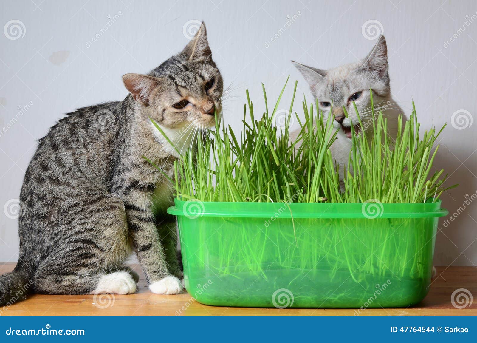 Kittens and grass stock photo. Image of plant, mammal 47764544