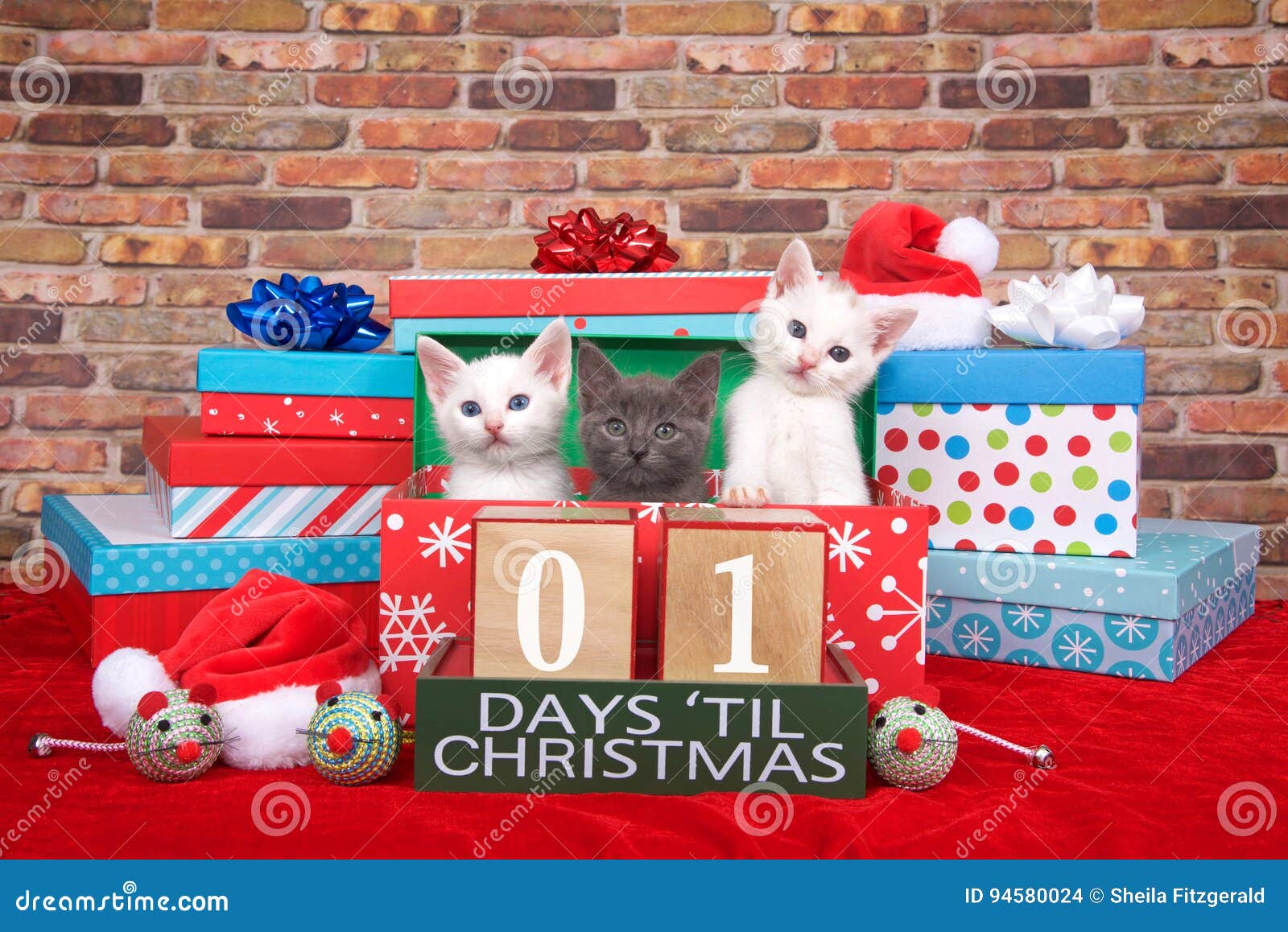 Kittens One Day Til Christmas Stock Photo Image of gray, dots 94580024