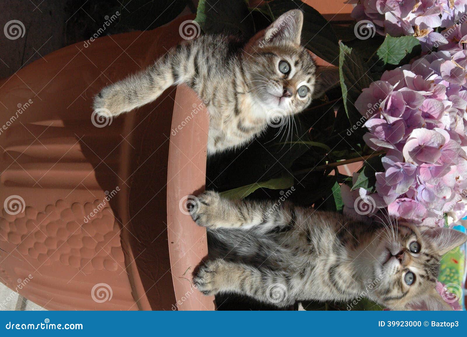 Kittens in plant pot stock photo. Image of curious, adorable 39923000