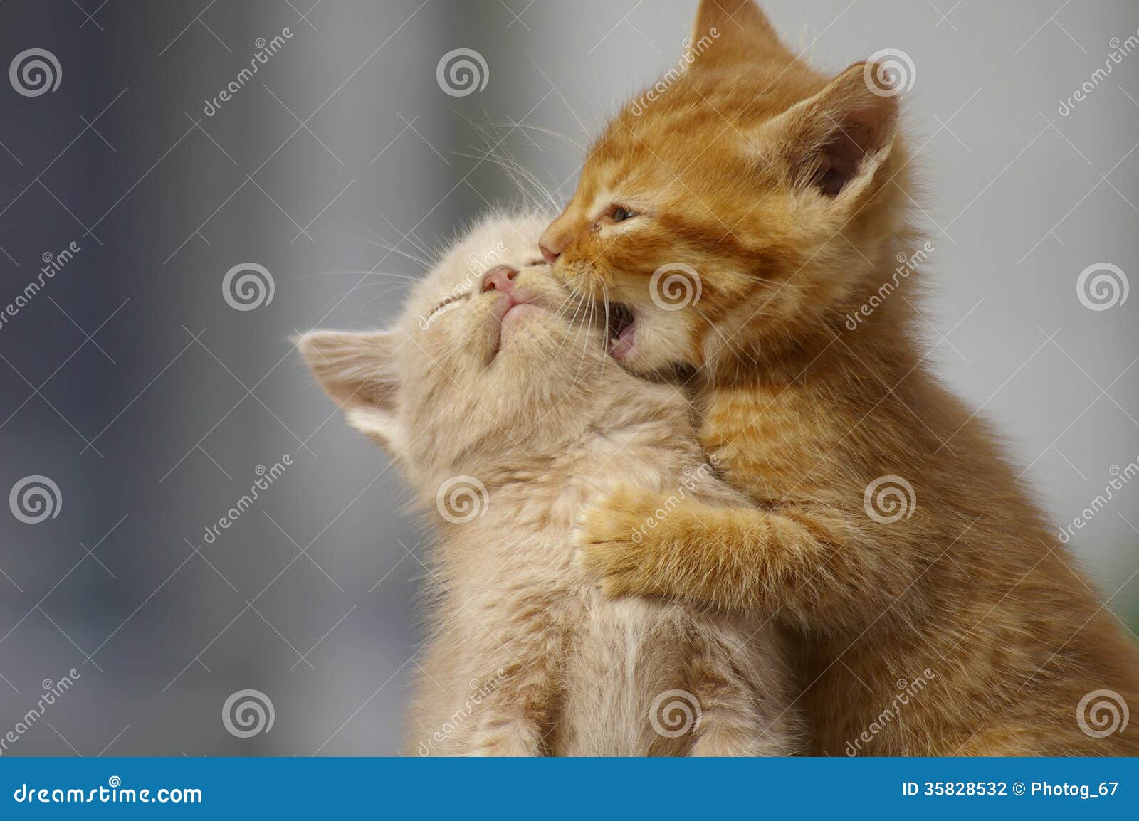kittens playing . two young cats playfighting outdoors.