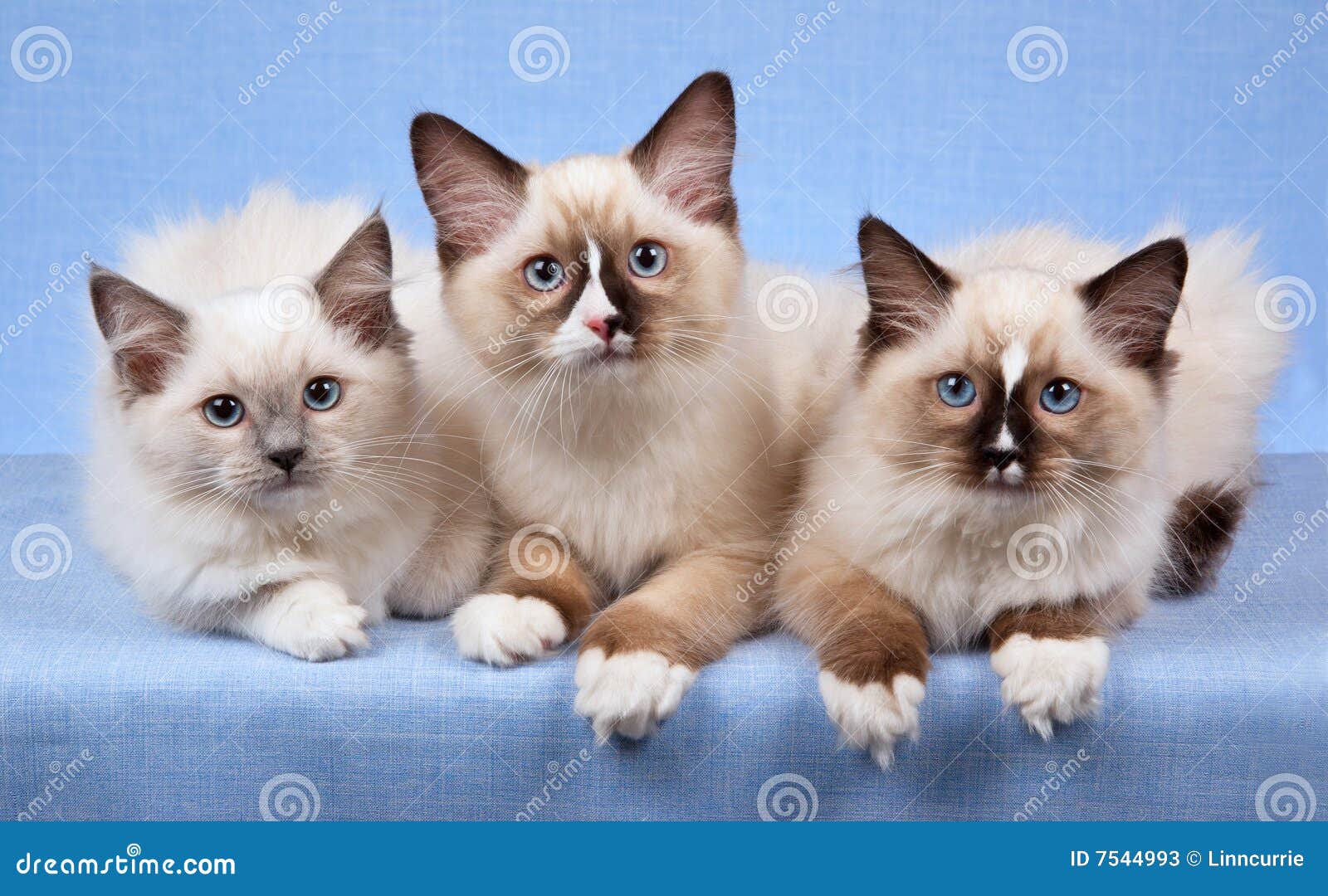 siamese with white paws