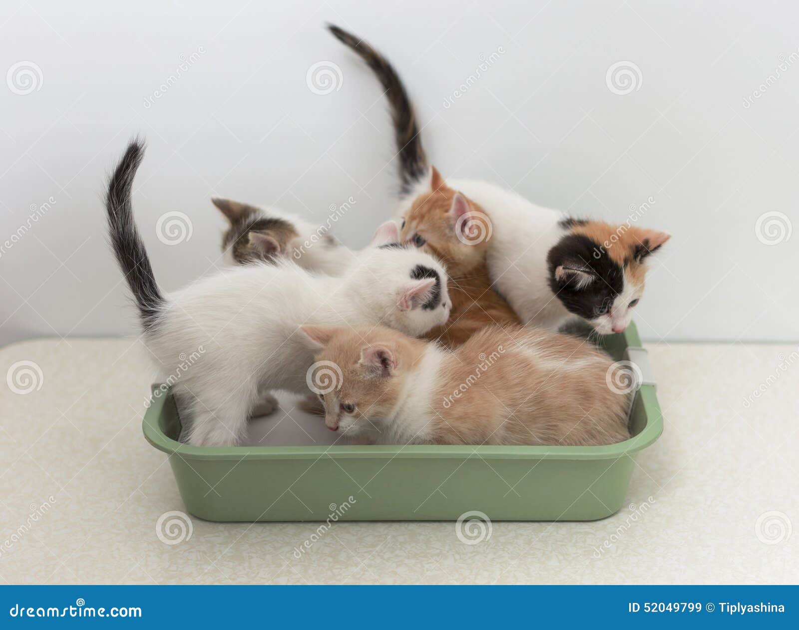 Kittens Sitting in Cat Toilet Stock Image Image of supply, hygiene