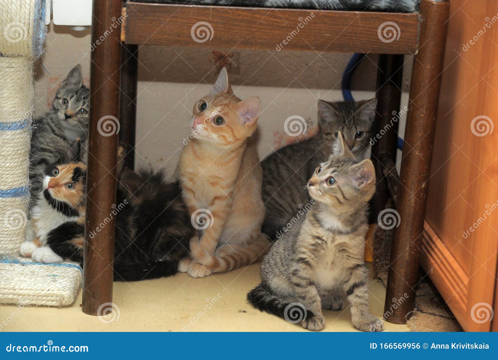 Kittens are sitting hiding stock photo. Image of background 166569956