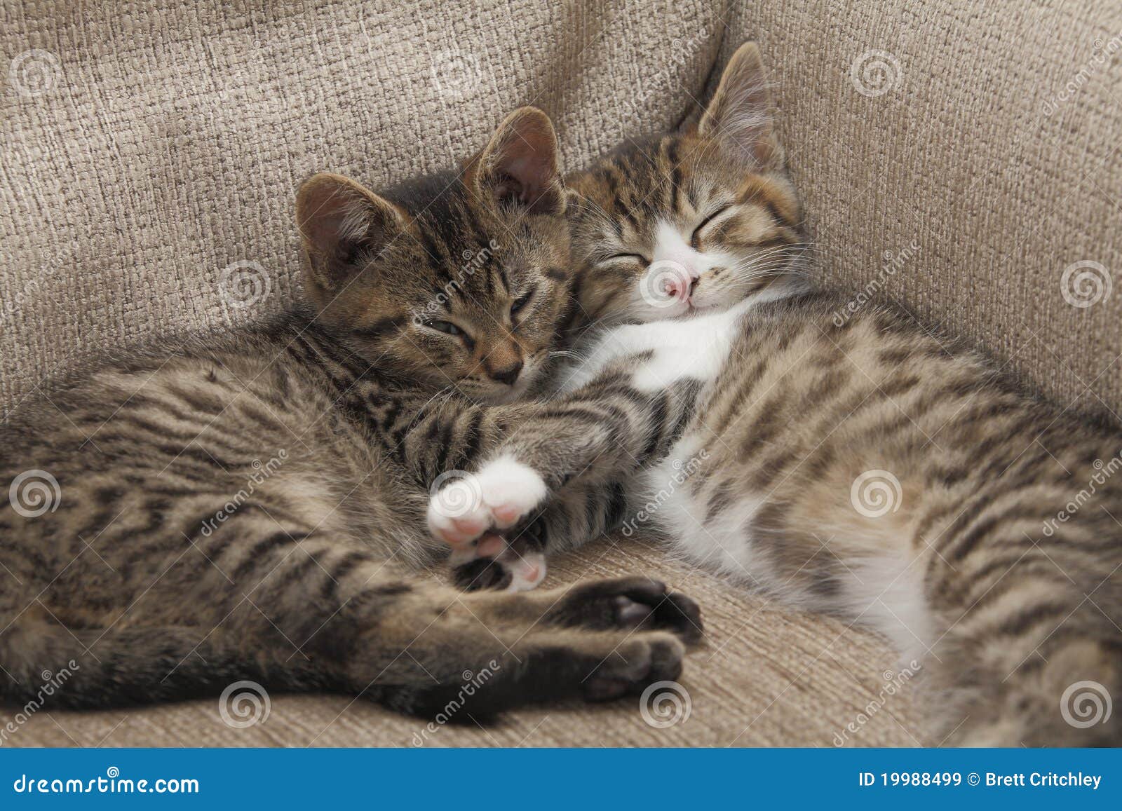 Kittens Sleeping In The Cage RoyaltyFree Stock Image CartoonDealer