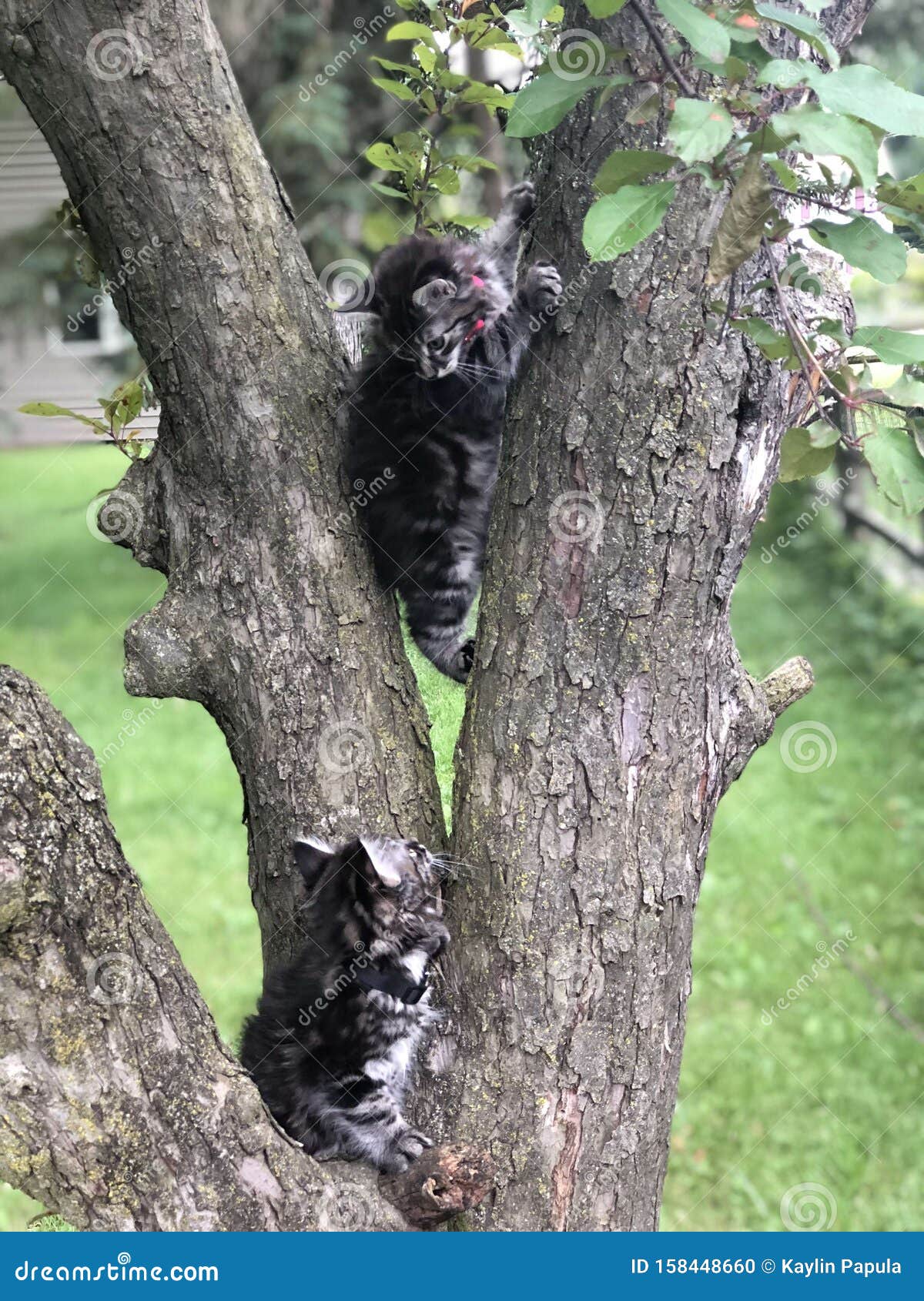 Kittens in Tree stock photo. Image of funnny, tree, cute 158448660