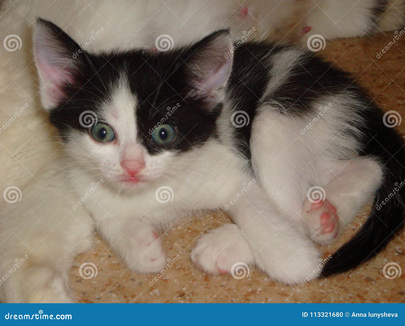 white cat with pink ears