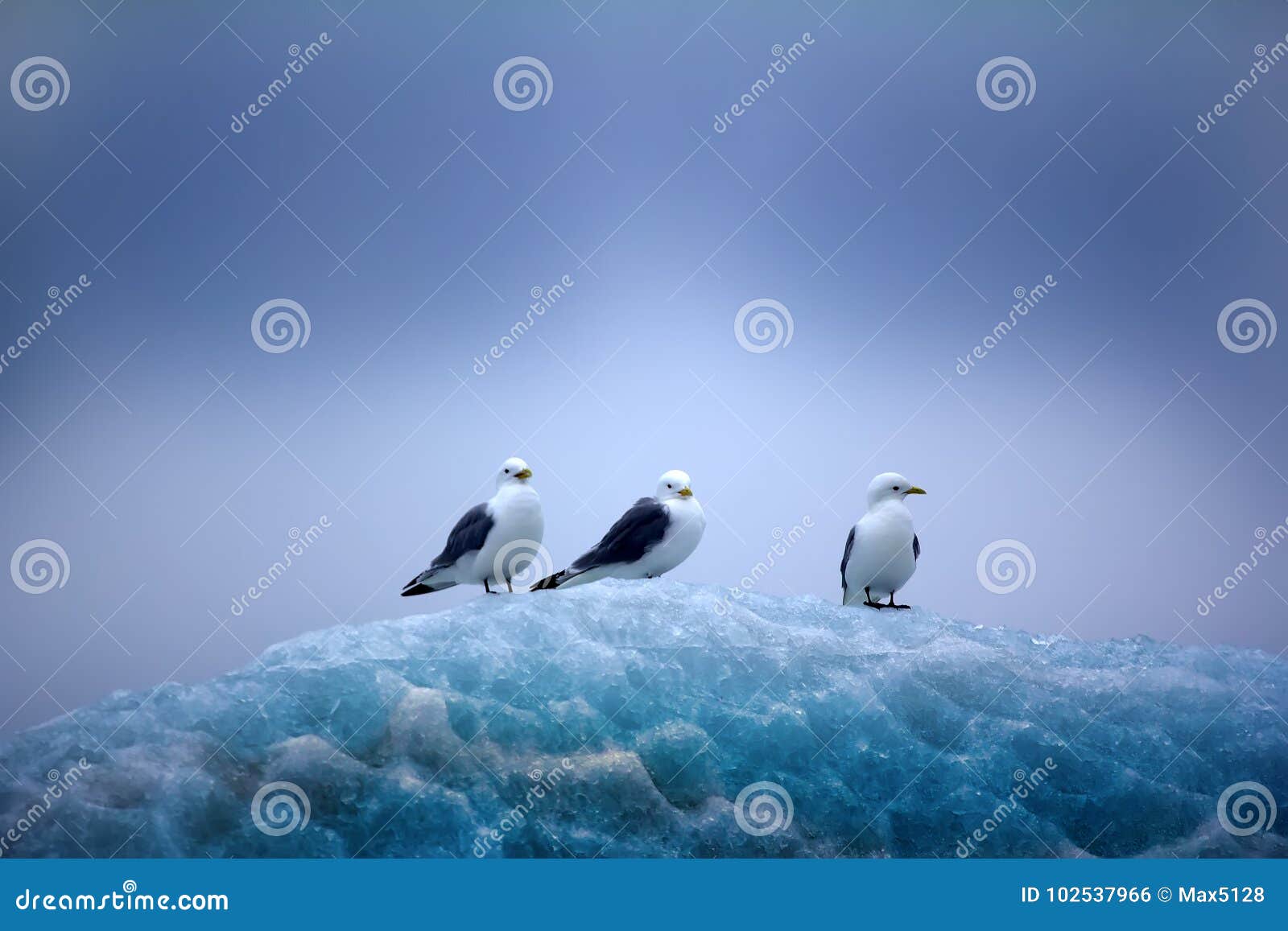 kittiwakes sitting on top of lace ice