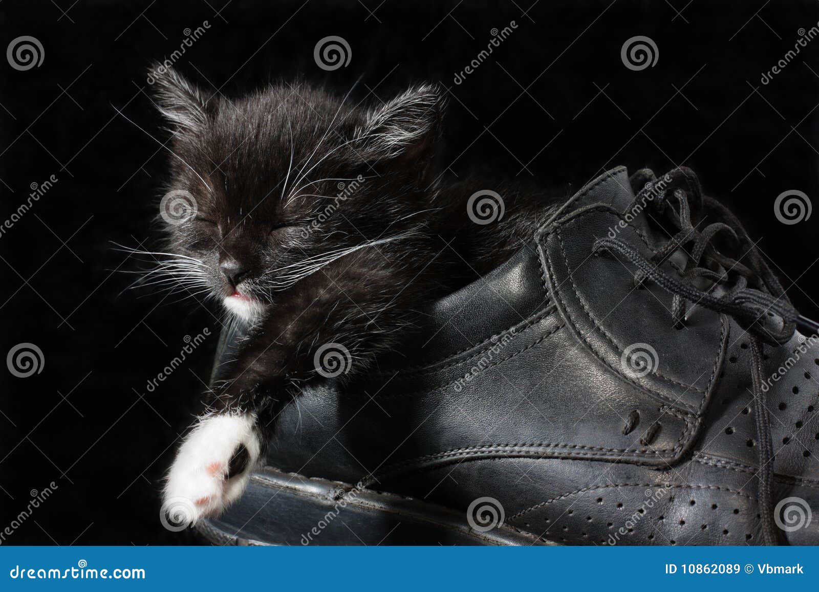 Kitty stock image. Image of little, animal, kitten, young - 10862089