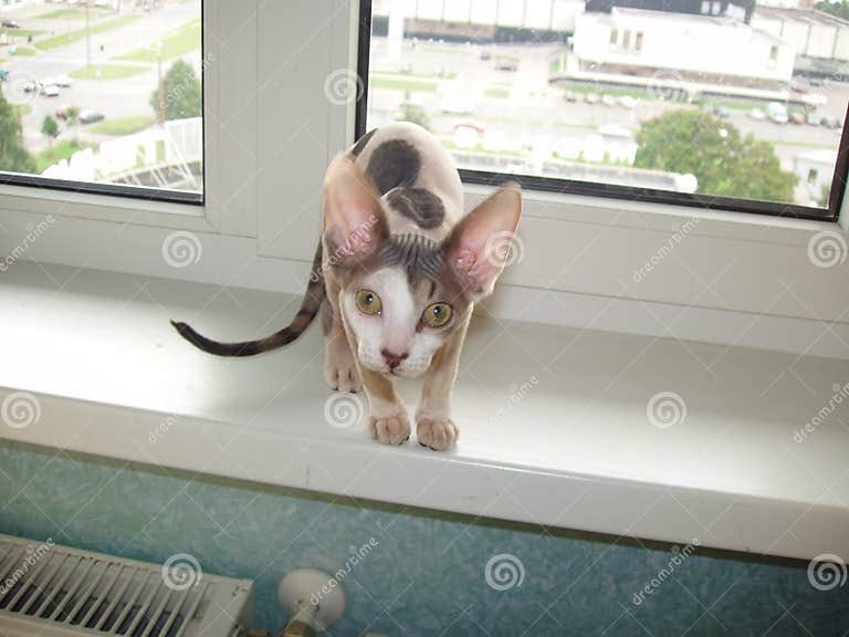 Kitty stock photo. Image of nude, kittycat, animal, kitten - 548948