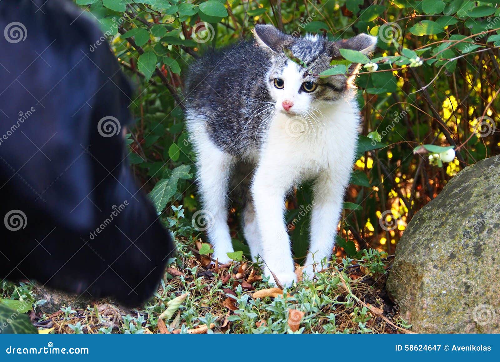 Kitty Afraid of Dog stock image. Image of doggy, kitty 58624647
