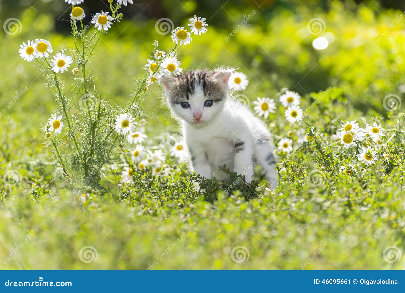 Kitty is on the Background Field of Daisies Stock Image Image of