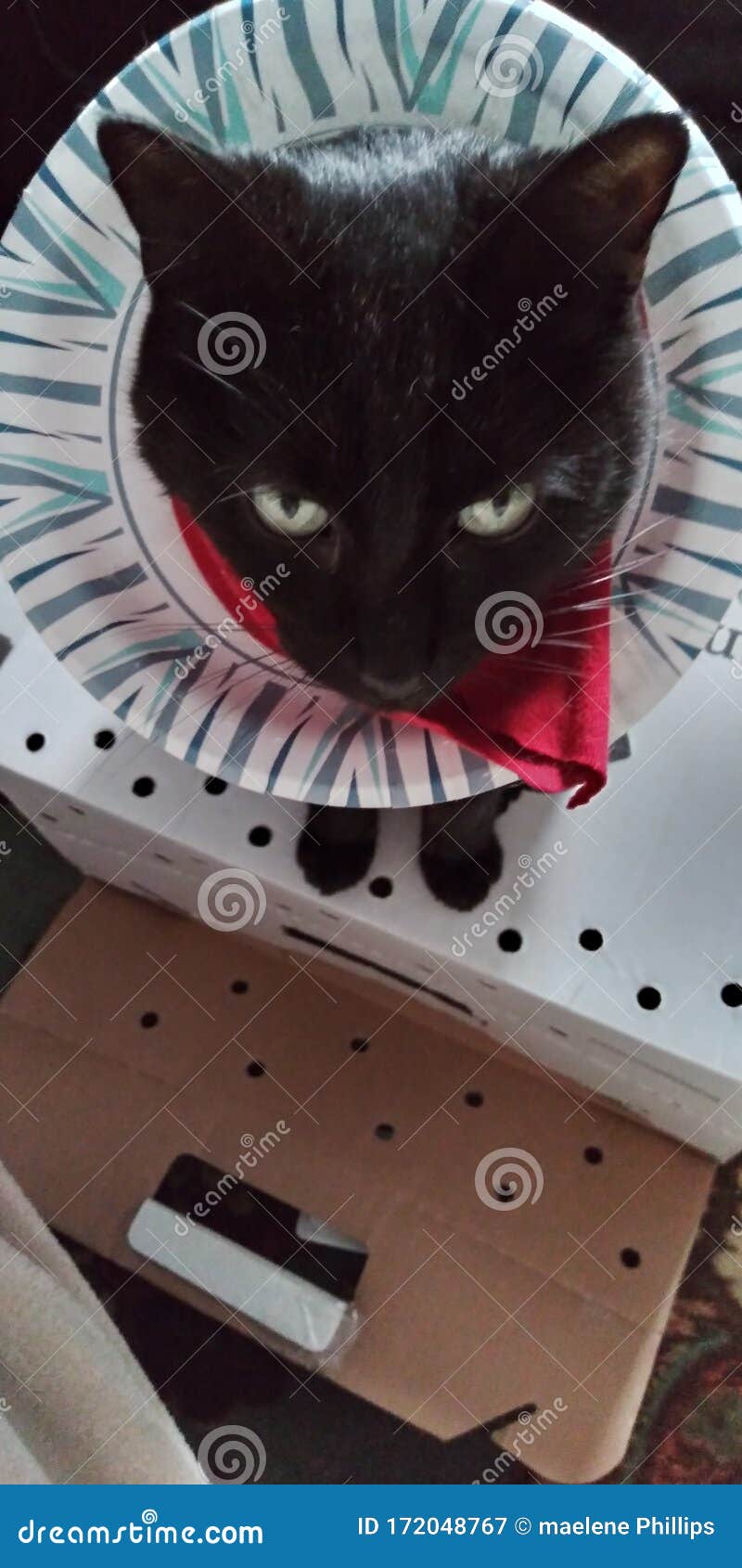 diy cat cone