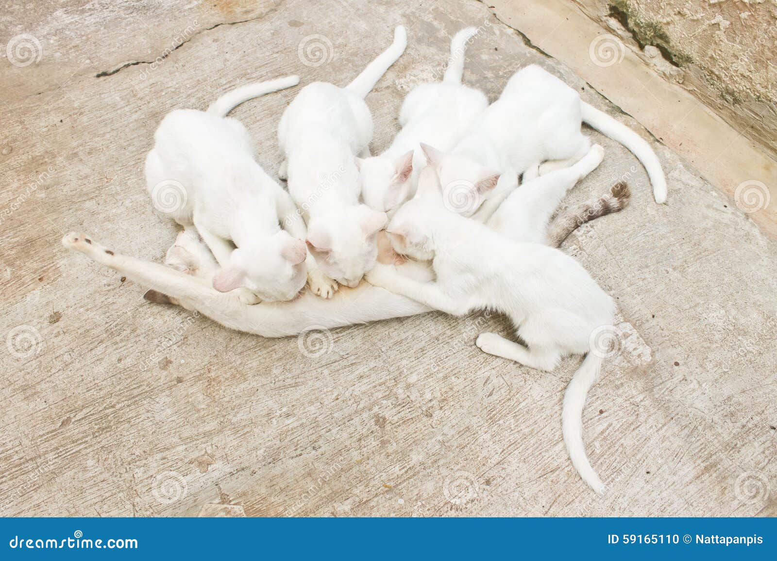 Kitty Feeding Her Kittens stock photo. Image of mammal 59165110
