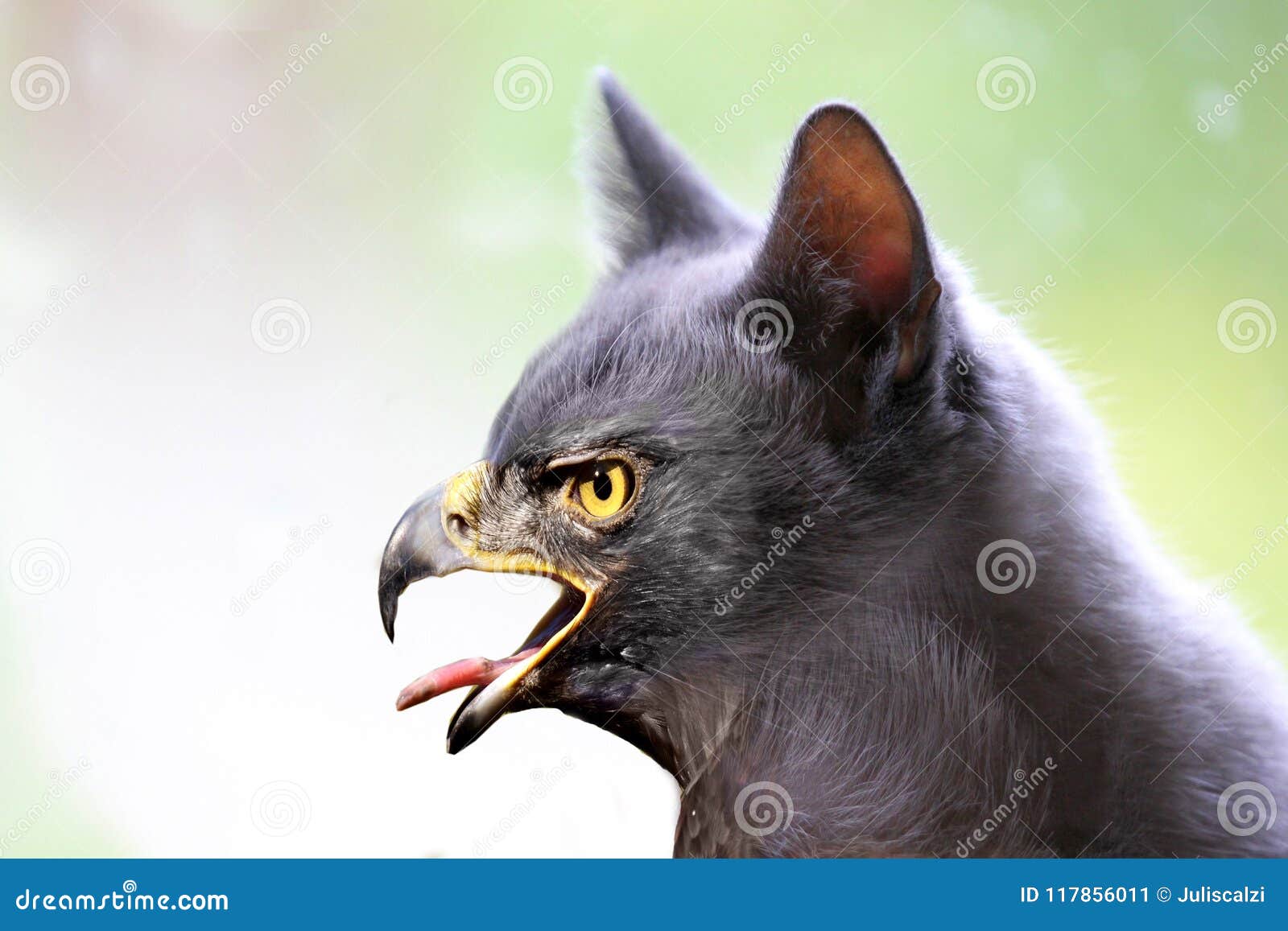 Kitty Hawk Chimera Stock Image Image Of Cute Beak 117856011