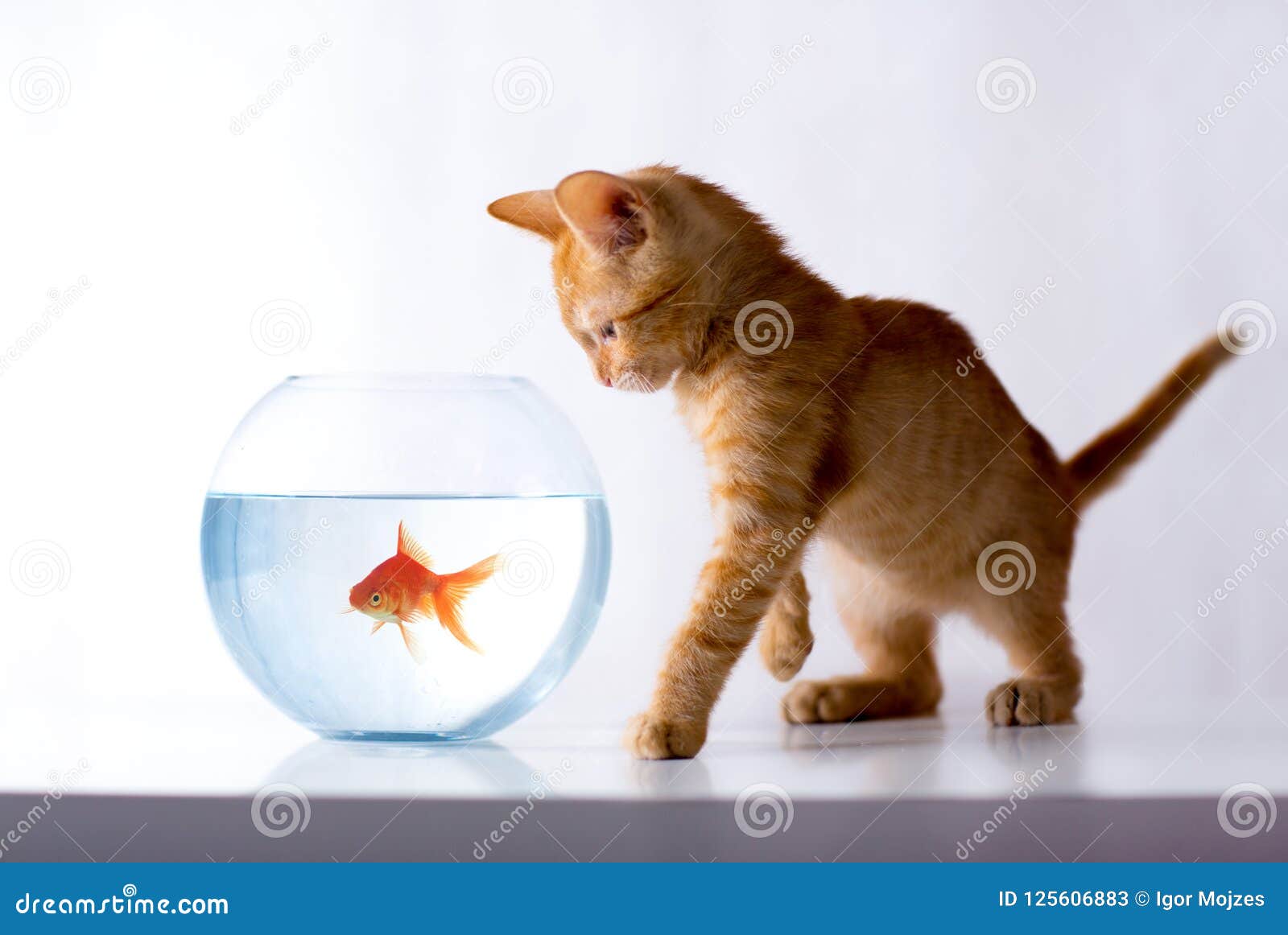 top entry litter box large