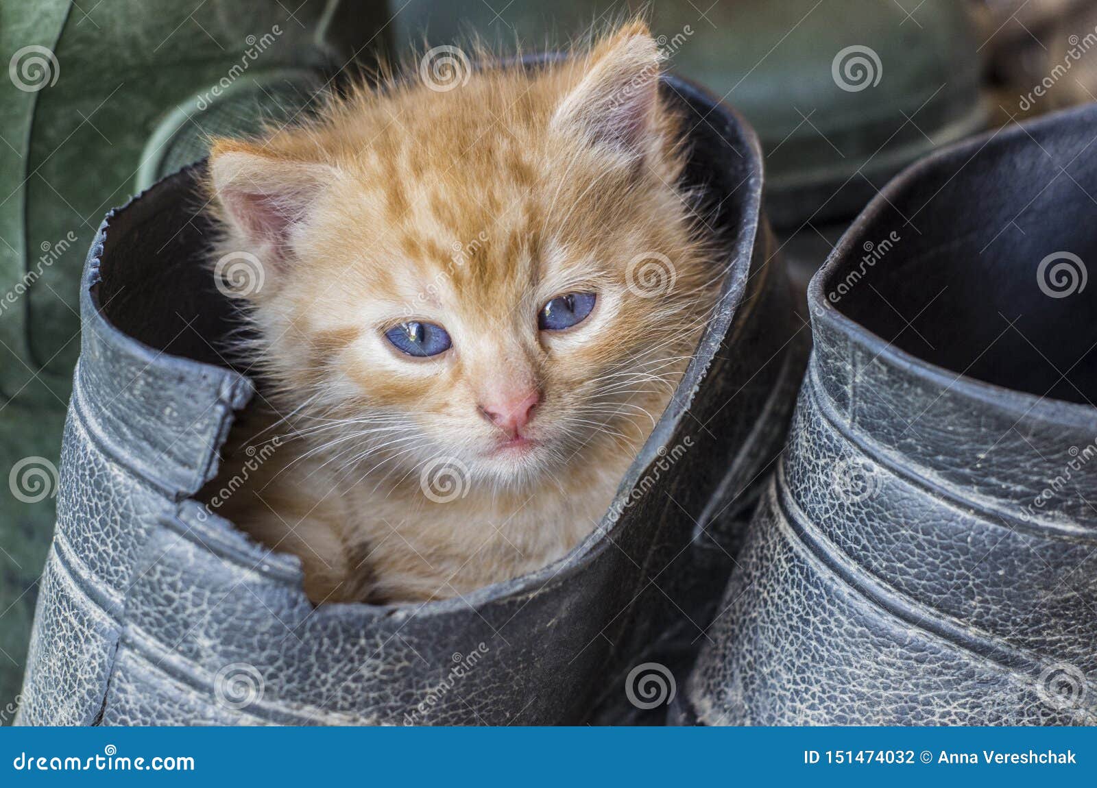 Kitty in a Rubber Boot. Little Red Kitten Stock Photo - Image of kitten ...