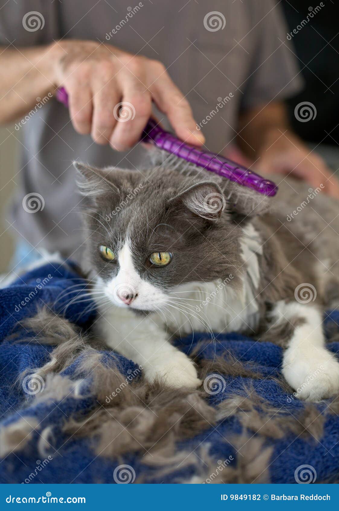 Kitty s Home Haircut stock photo. Image of coat, healthy 9849182