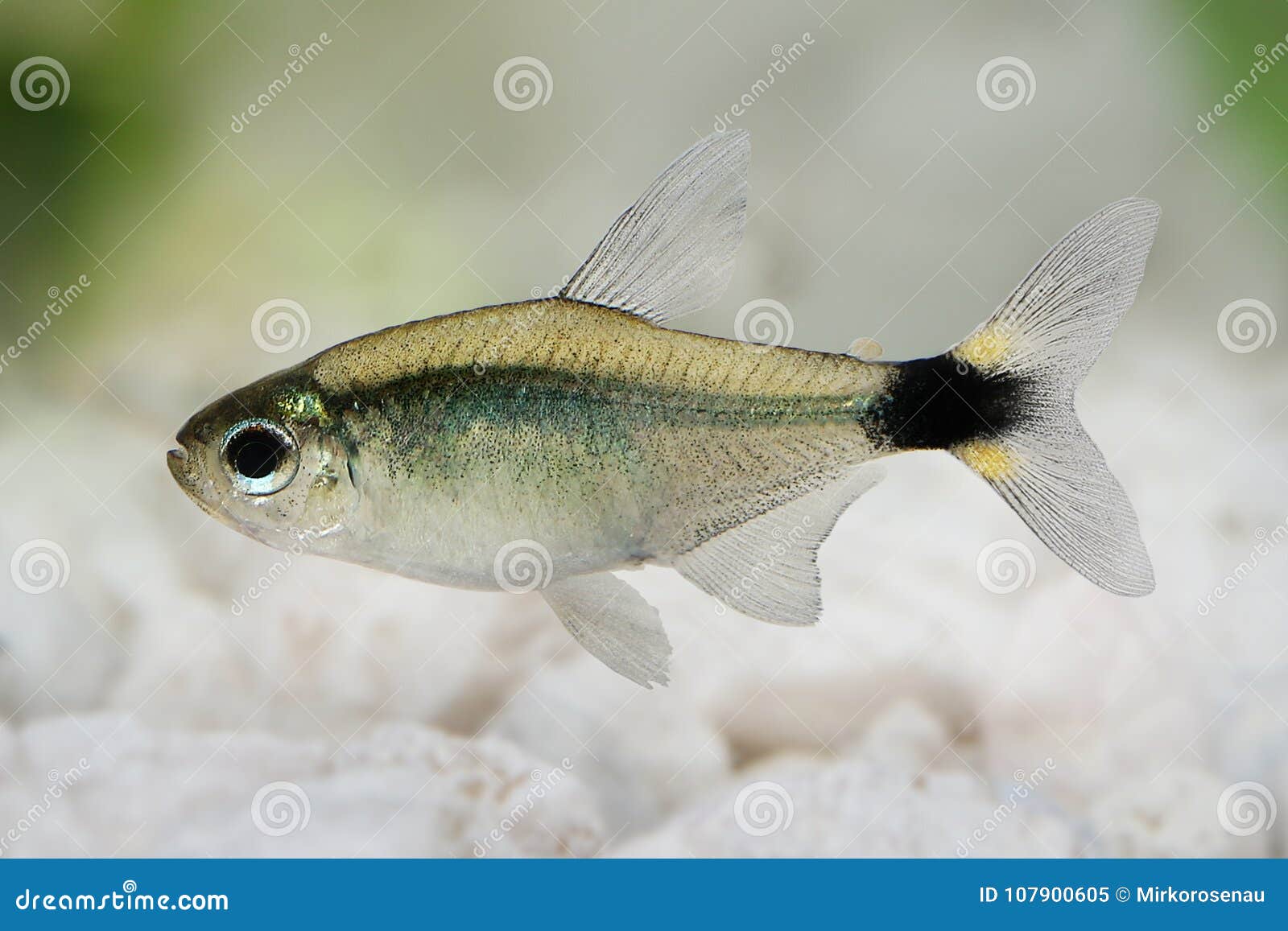 kitty tetra hyphessobrycon heliacus tropical aquarium fish
