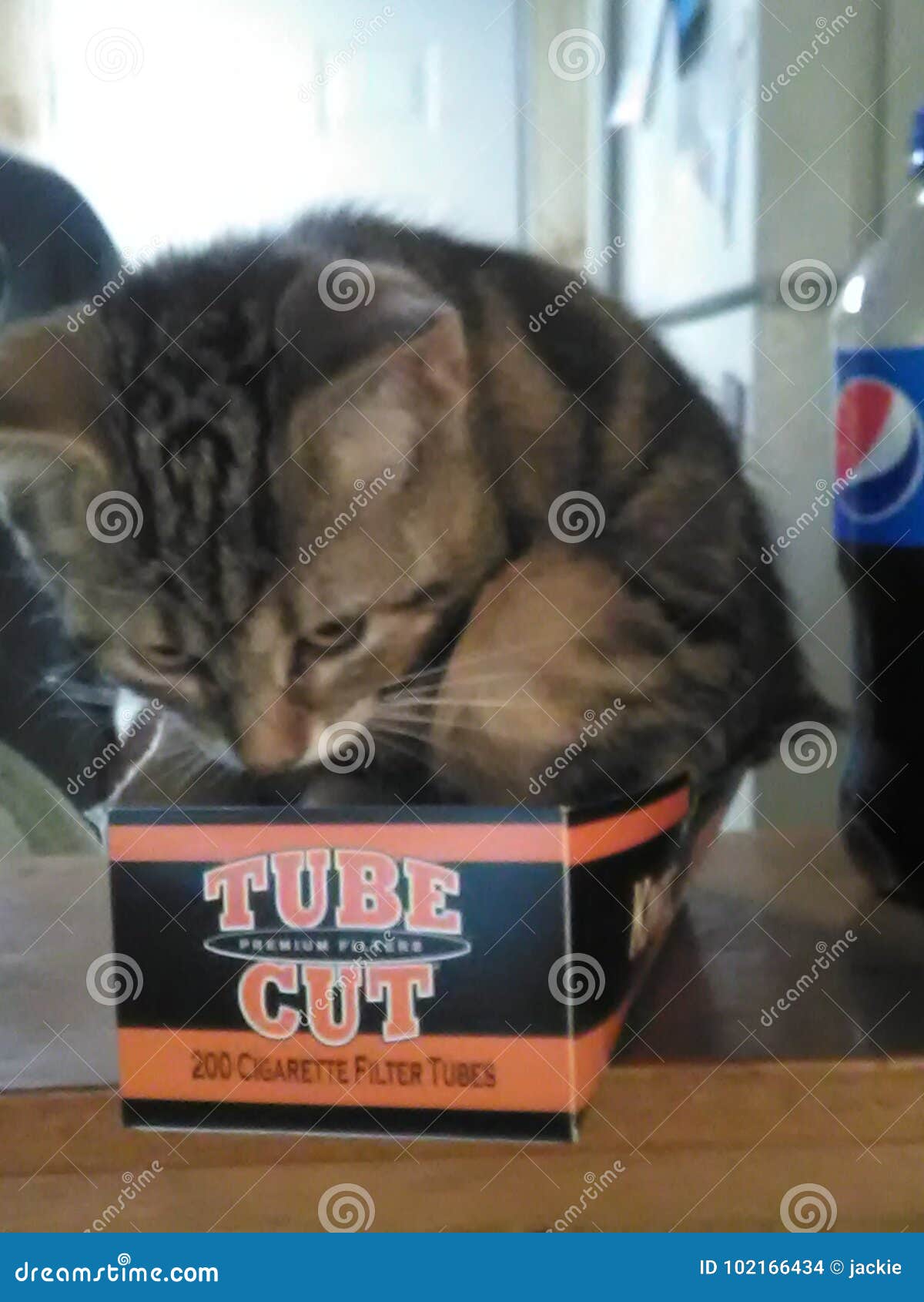 Smoking kitty editorial stock image. Image of smoking 102166434