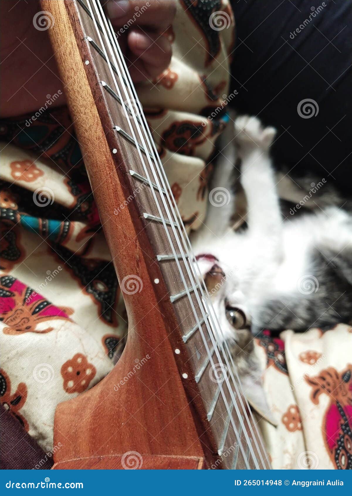 Kitty Wants To Play Some Chords Stock Photo Image of play, chor