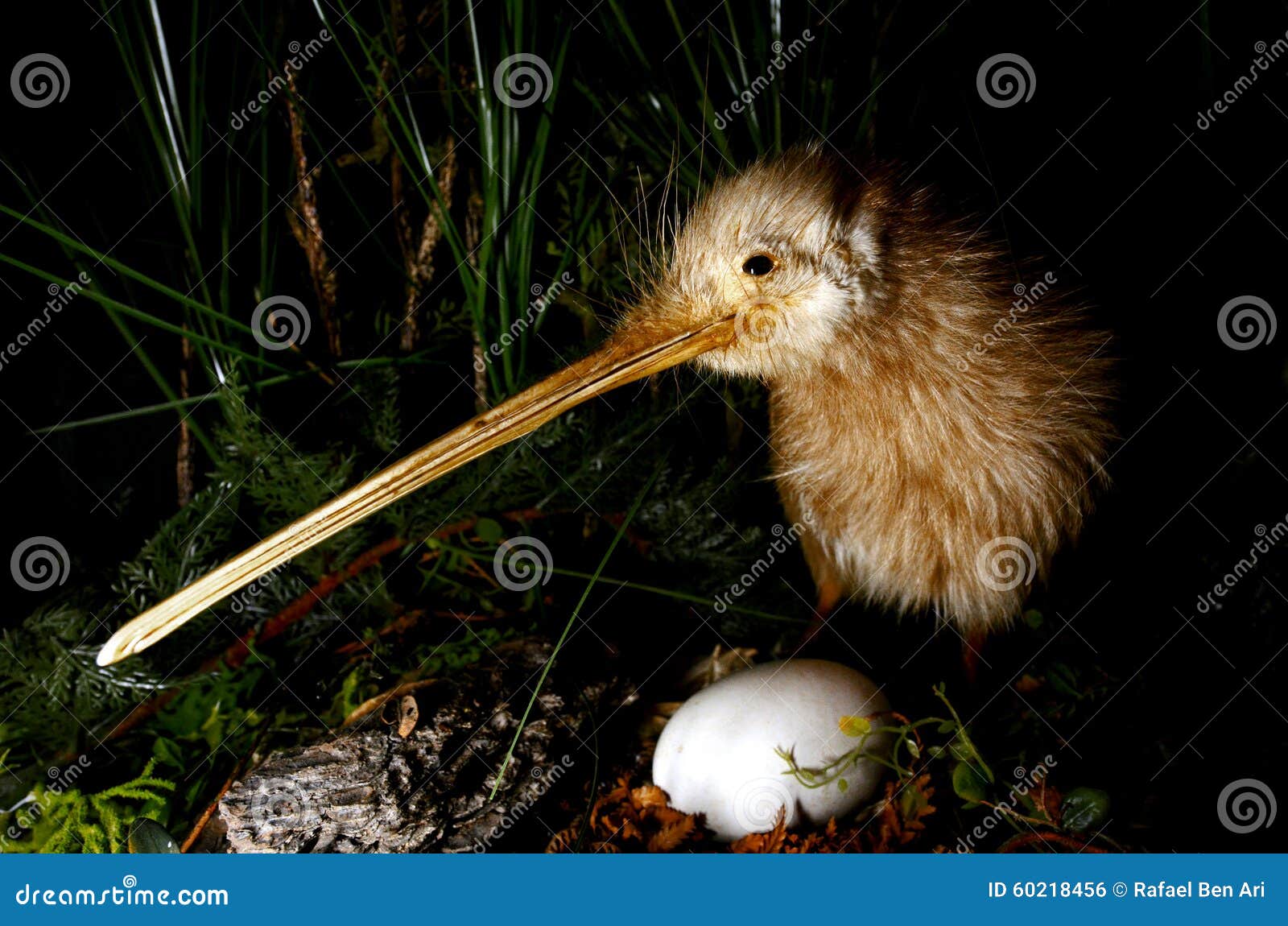 kiwi bird and an egg