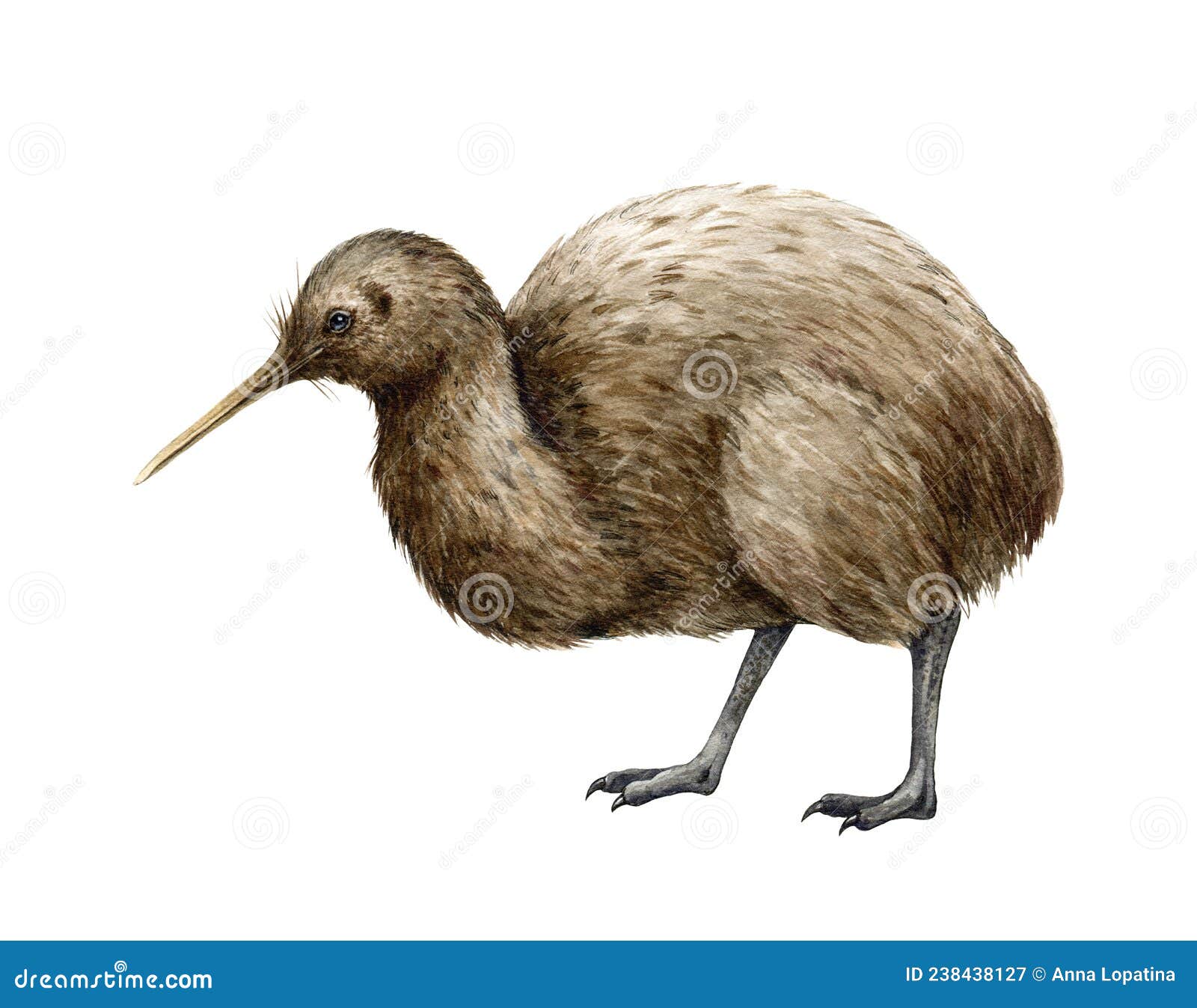Kiwi Bird Watercolor Illustration. Hand Drawn Apteryx Native New Zealand  Avian Stock Image - Image of zealand, flat: 238438127
