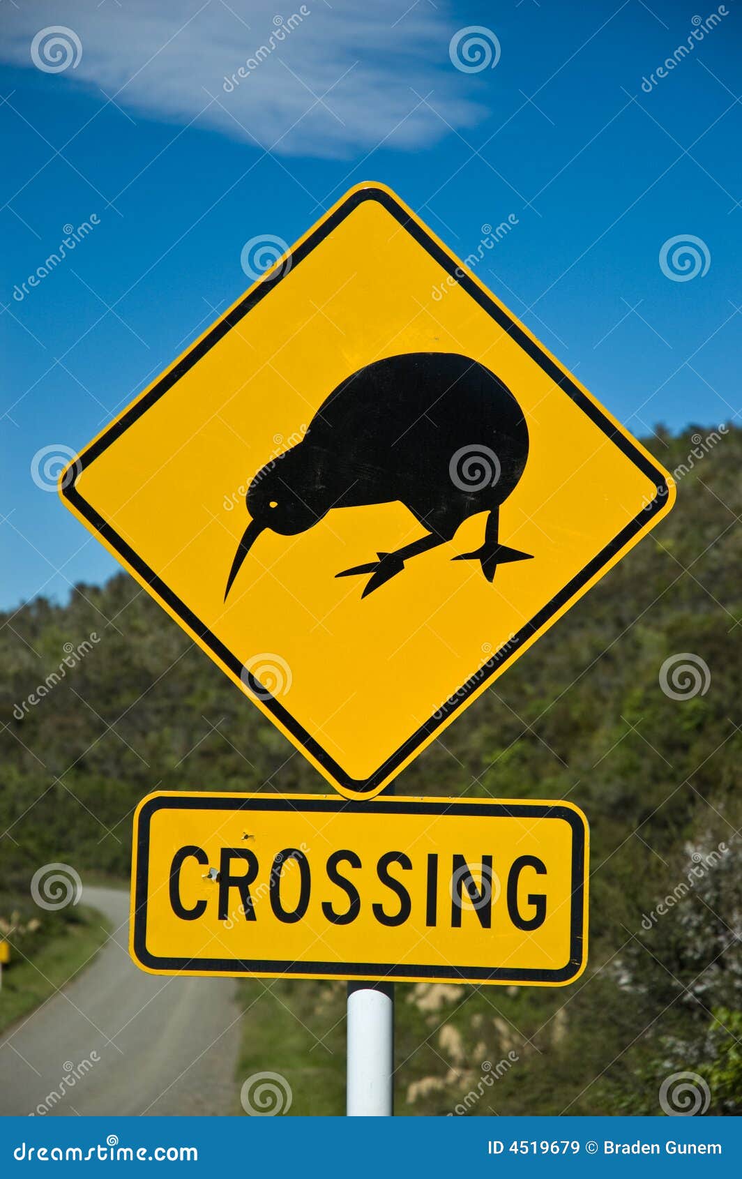 Kiwi Crossing stock image. Image of extinction, animal - 4519679