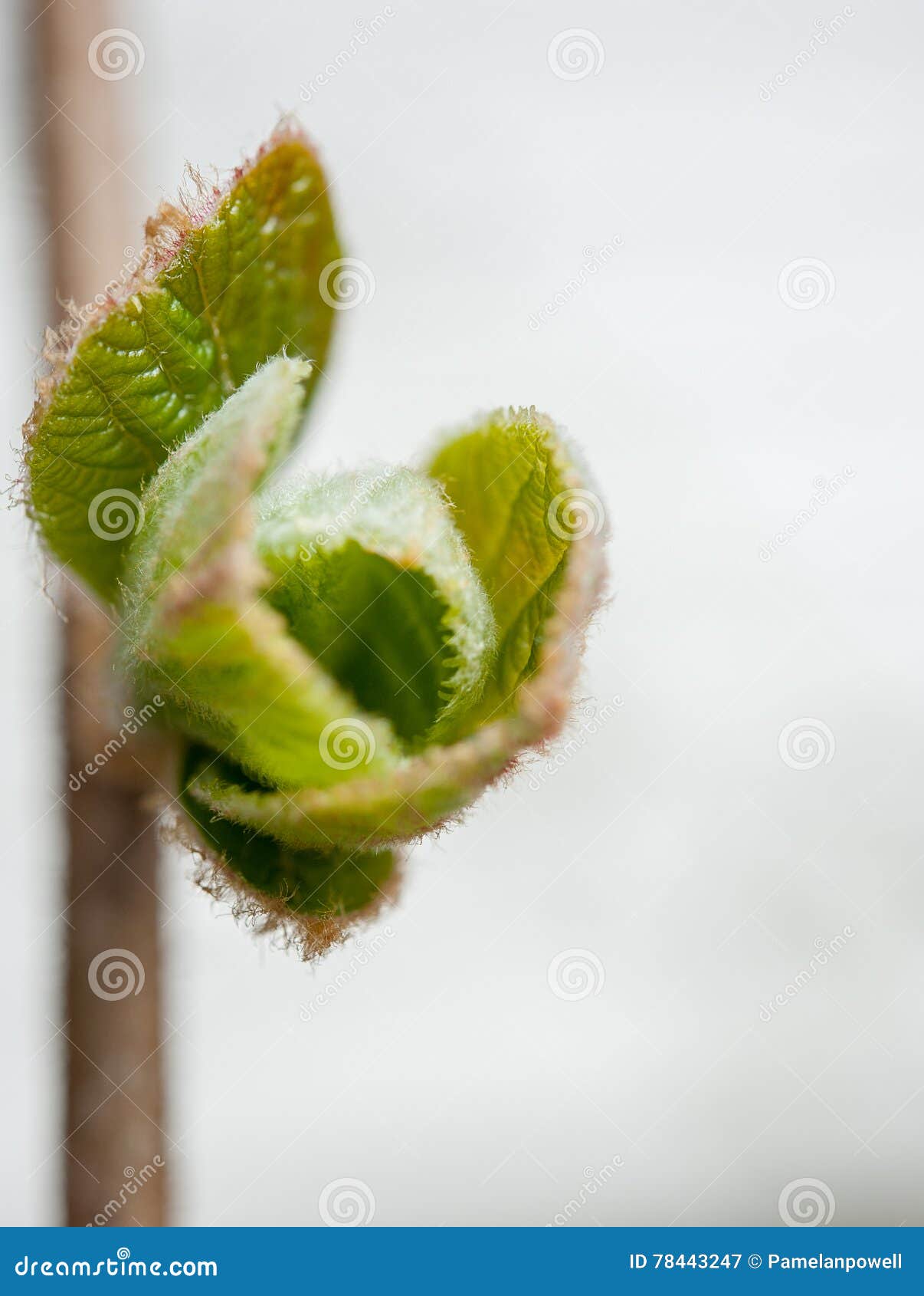 Kiwi flower bud stock image. Image of light, plant, natural 78443247