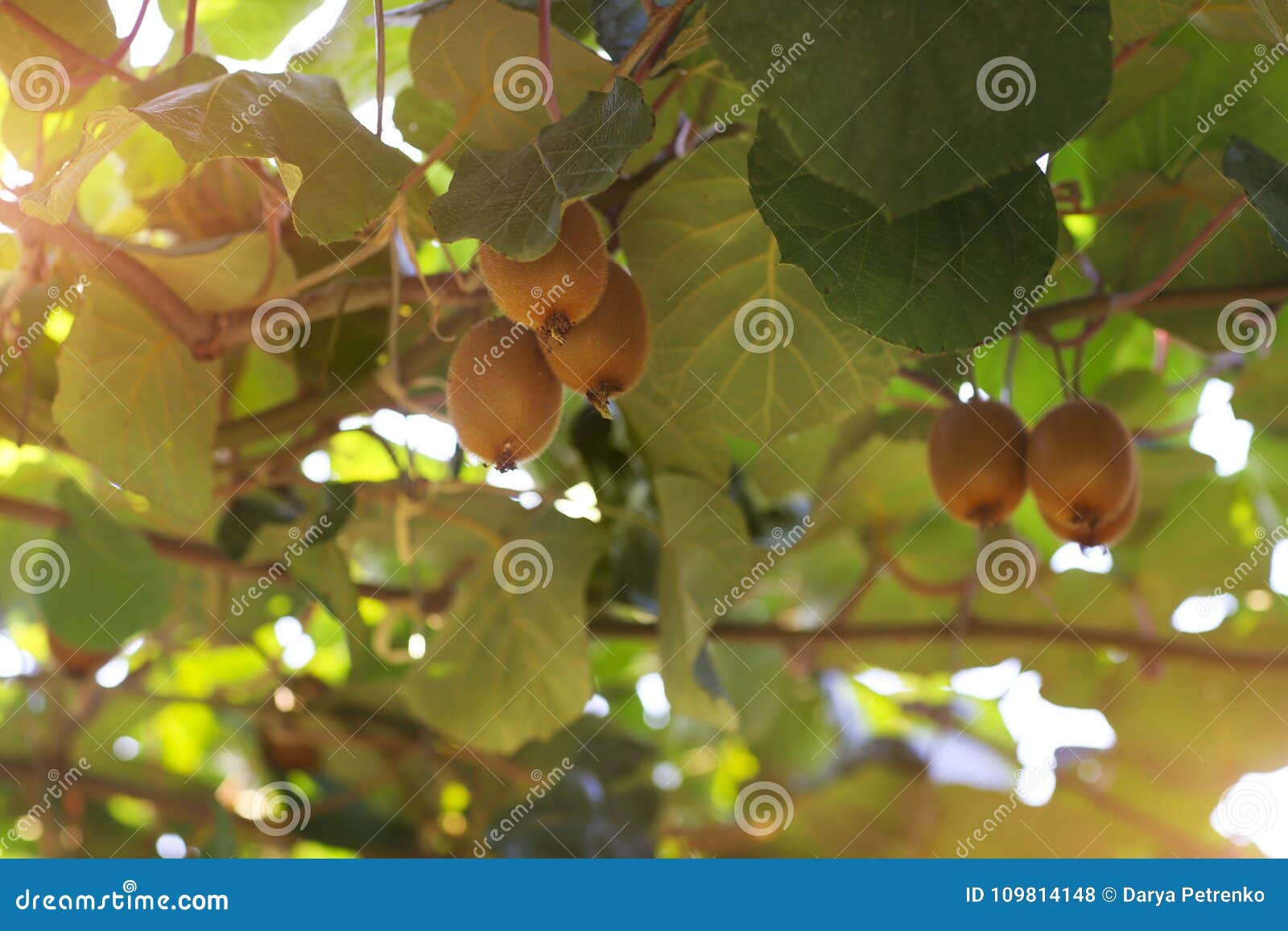 Kiwi Fruit Tree stock photo. Image of branch, actinidia 109814148
