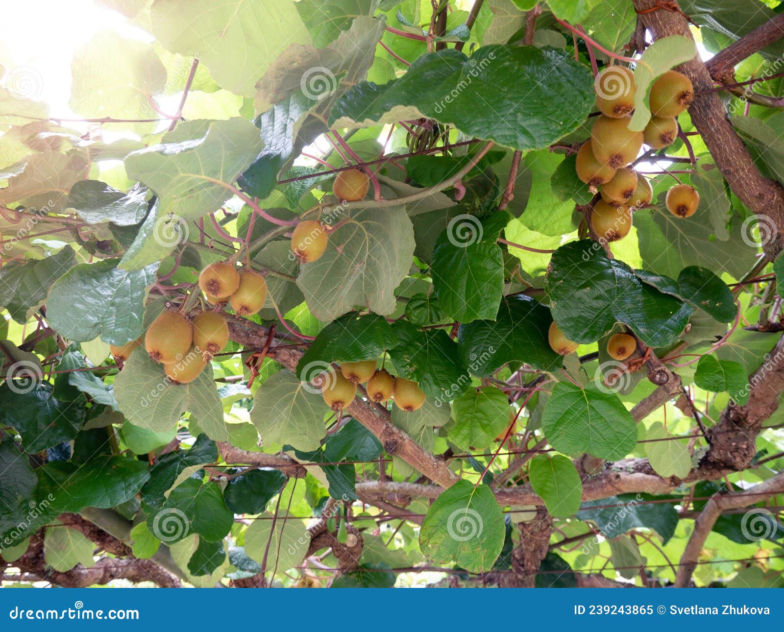 kiwi or kiwifruit branches with fruits at the plantation