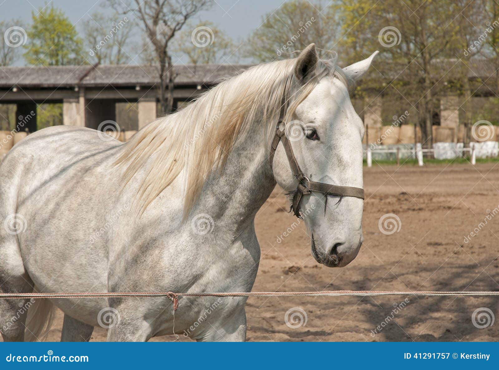 Kladruber stock image. Image of ungulate, historic, majesty 41291757