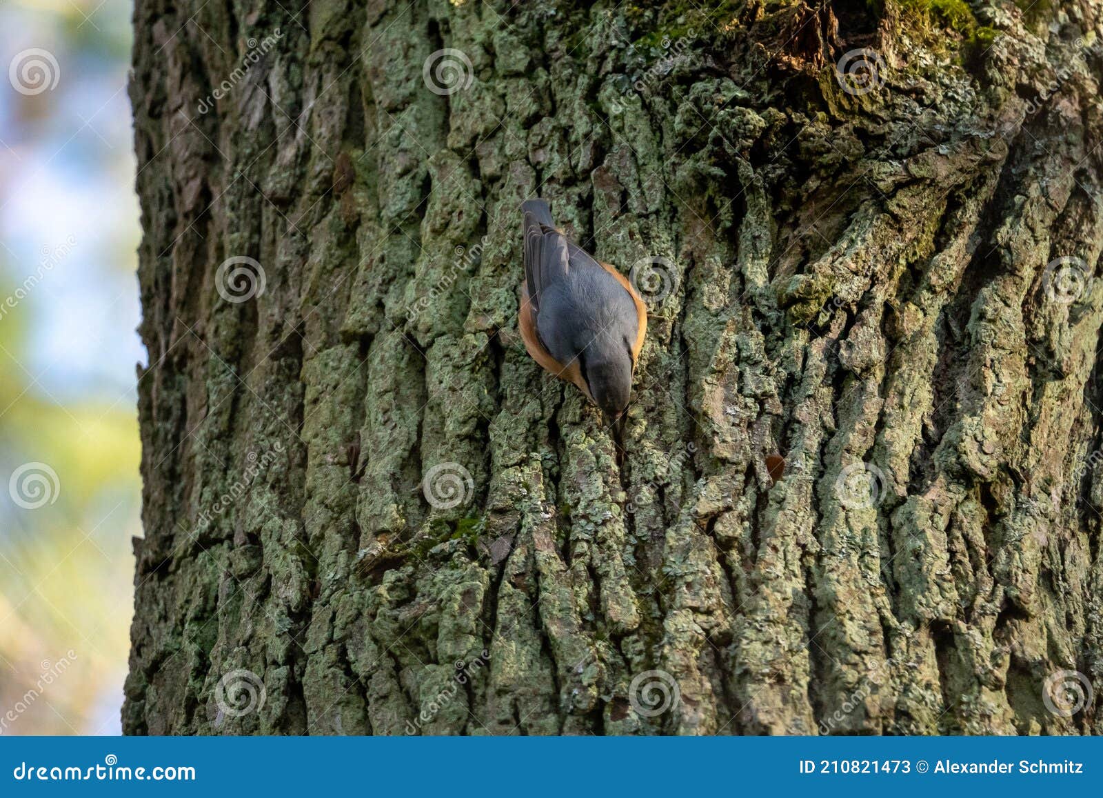 kleiber, bird on a tree in winter sitta europaea, european nuthatch
