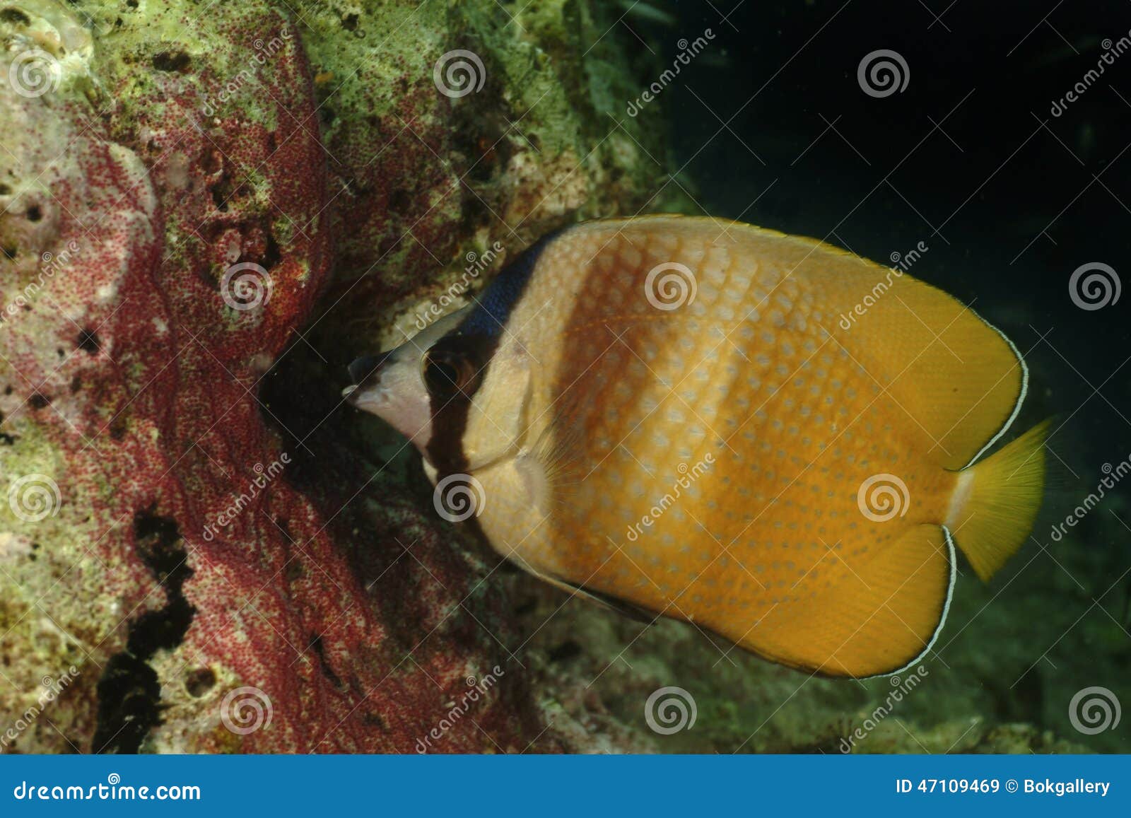 klein's butterflyfish, perhentian island, terengganu