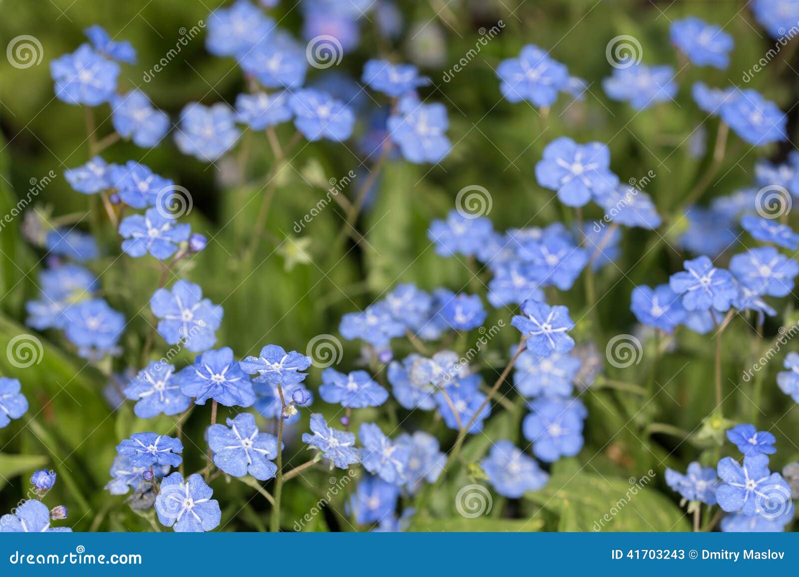 Kleine Blaue Blumen Stockfoto Bild 41703243
